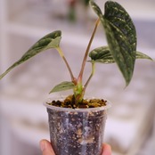 ルクスアリンス シルバー│Anthurium luxurians silver②│観葉植物