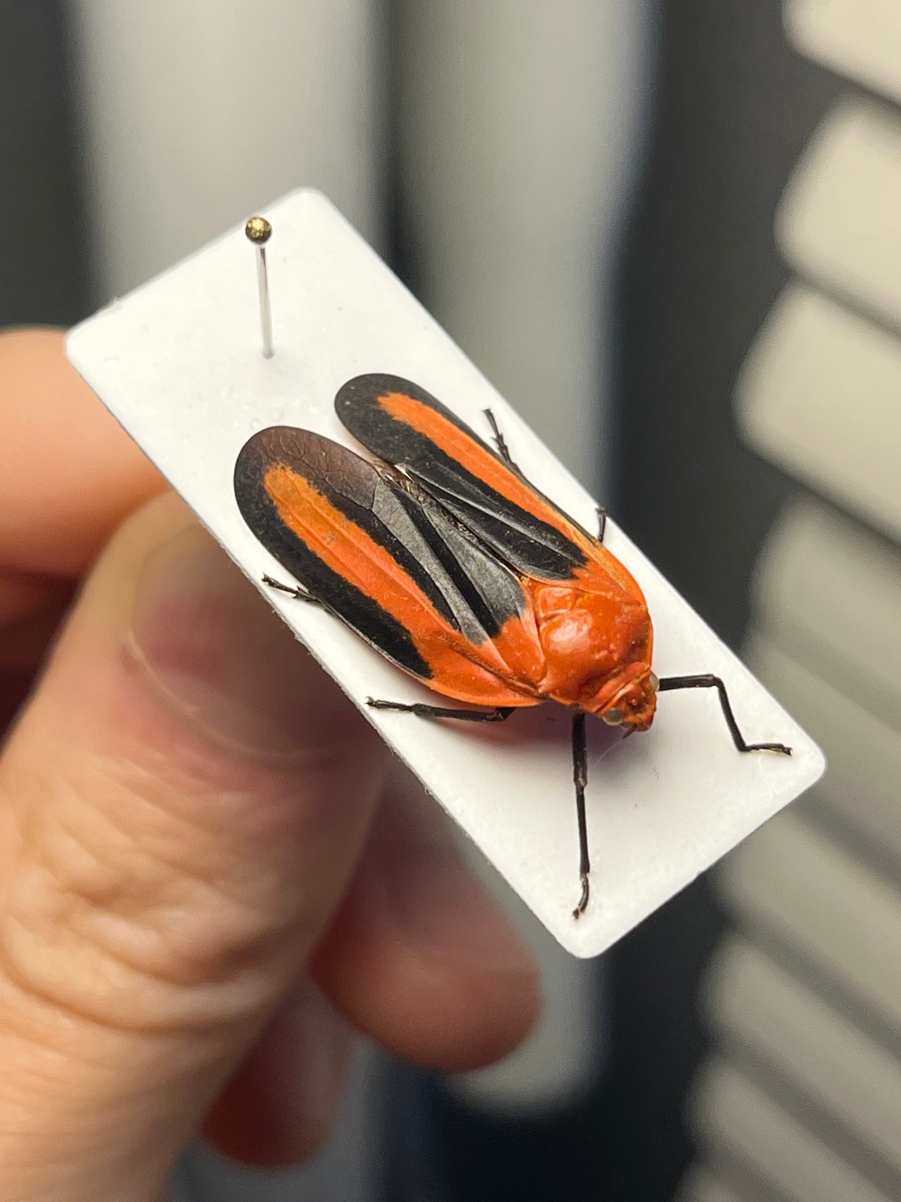 ムシヒキアブの一種 ハエ ベルゼバブ キエリアブラゼミ 蝉セミハエハチ