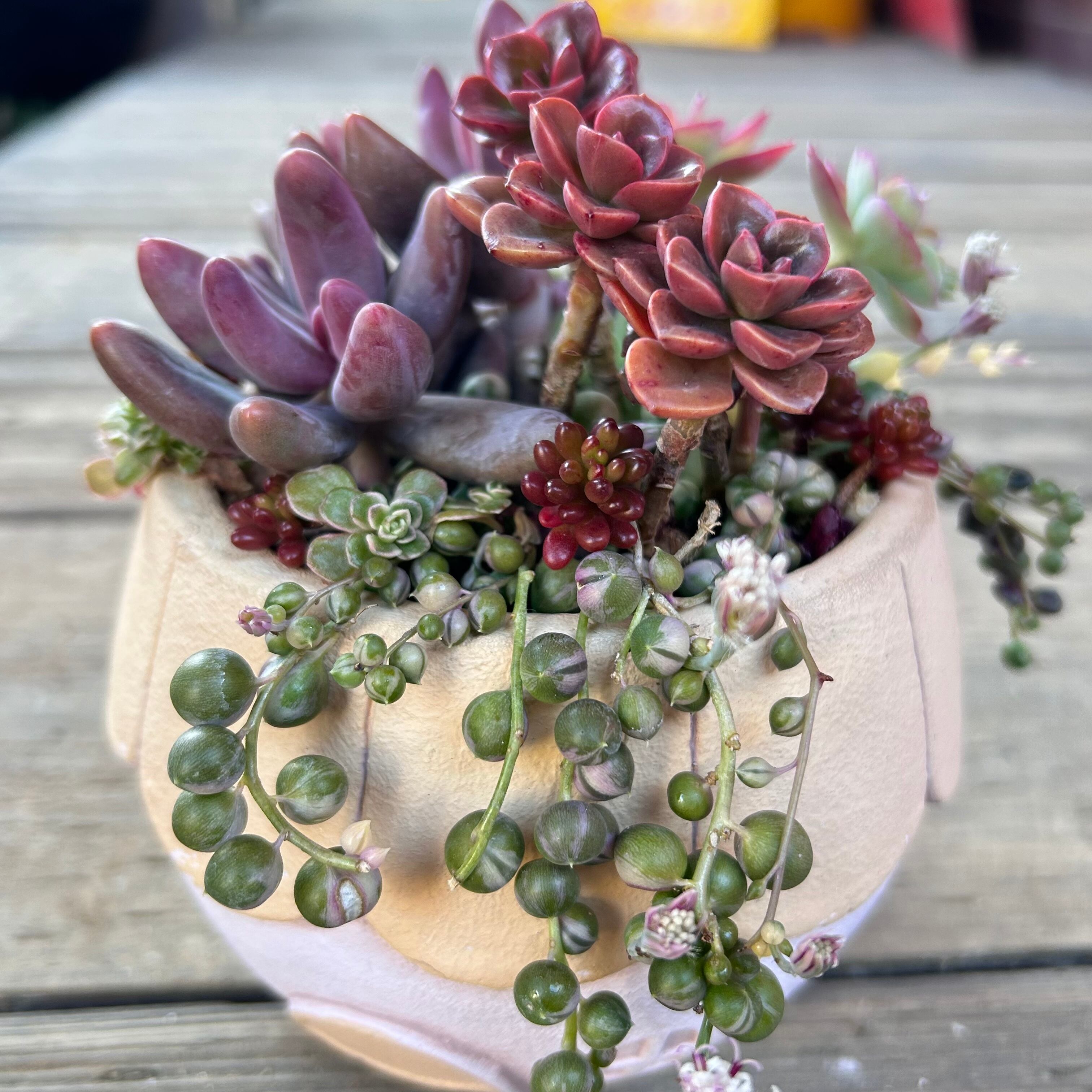 寄植え(薄化粧・エンジェルフィンガー… | RuPo 多肉植物専門店