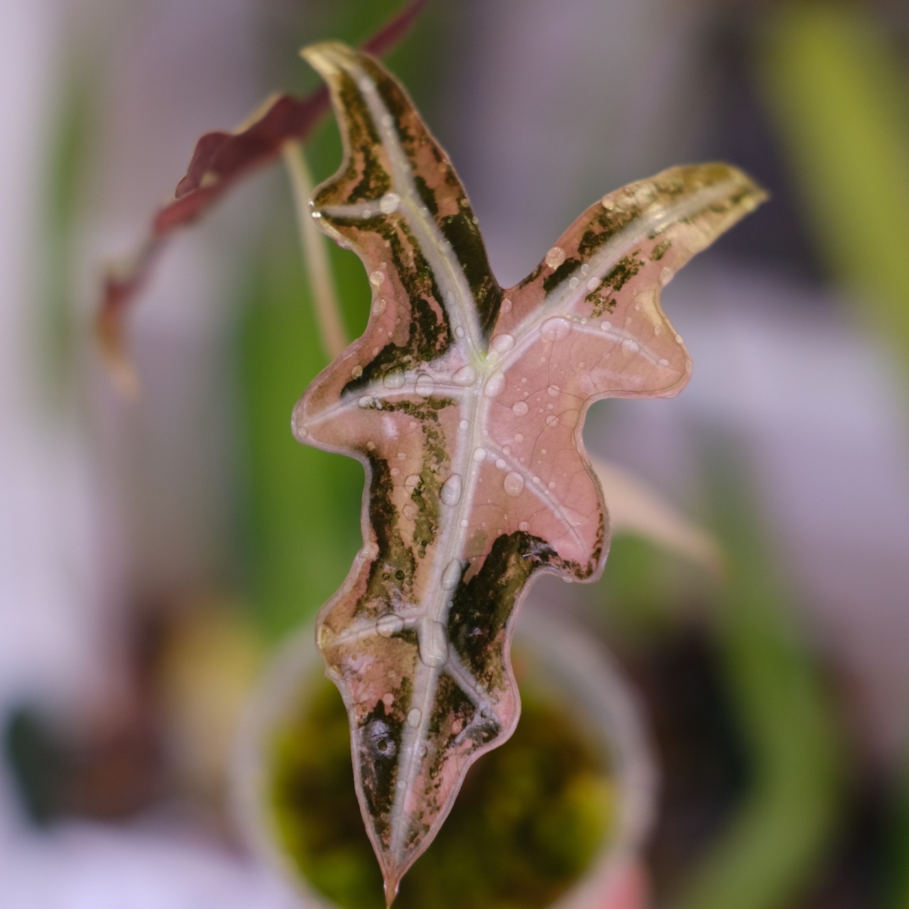 Alocasia Nobillis Pink "K"│アロカシア・ノビリス・ピンク③│観葉植物