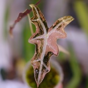Alocasia Nobillis Pink "K"│アロカシア・ノビリス・ピンク③│観葉植物