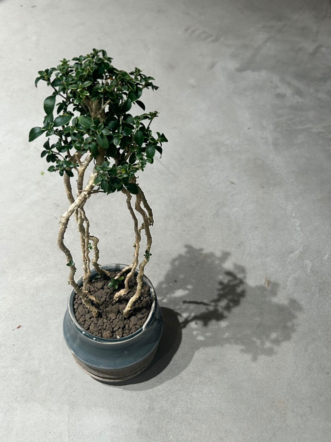 ユーベルマニア ベクチニフェラ 陶器鉢付き | アトリエRatel