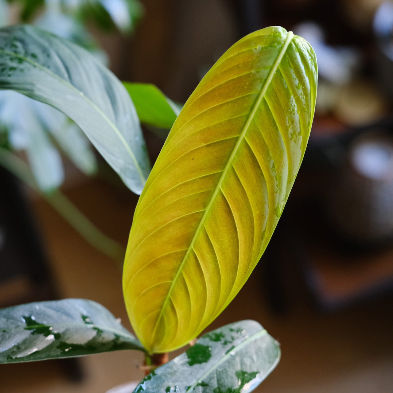 <SELECT STOCK> Philodendron heterocraspedon|フィロデンドロン・ヘテロクラペドン|観葉植物