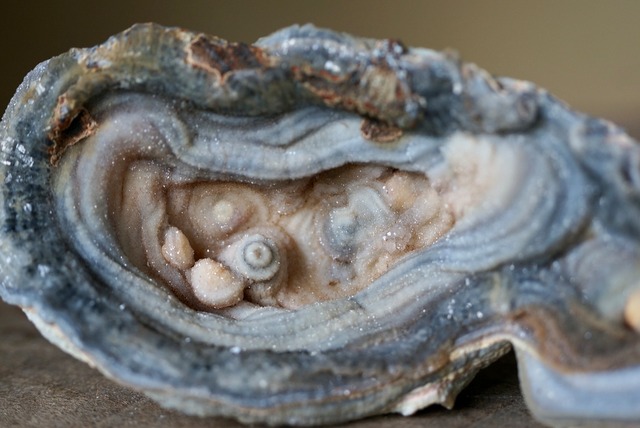 コンシャ・アゲート　Concha Agate