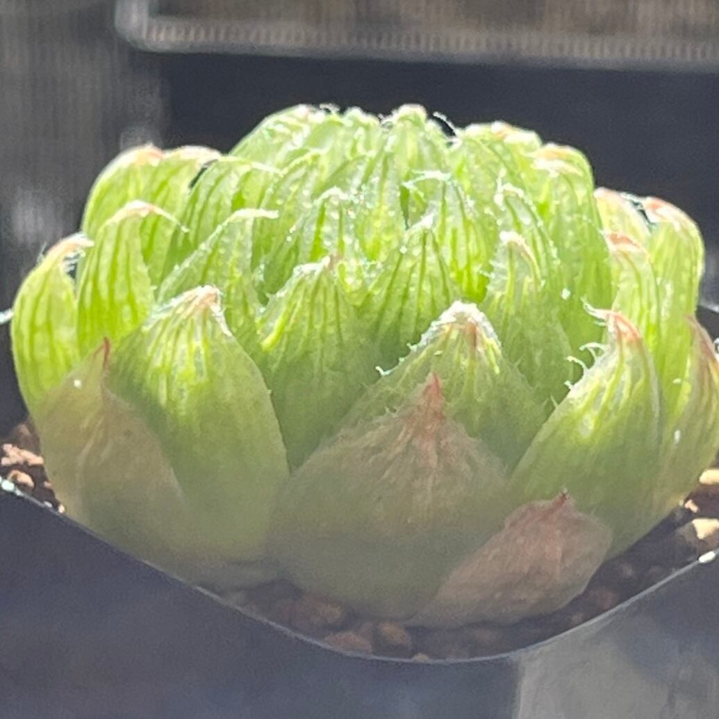 ハオルチア 桜水晶 (微発根)⑧ | mocono_plants