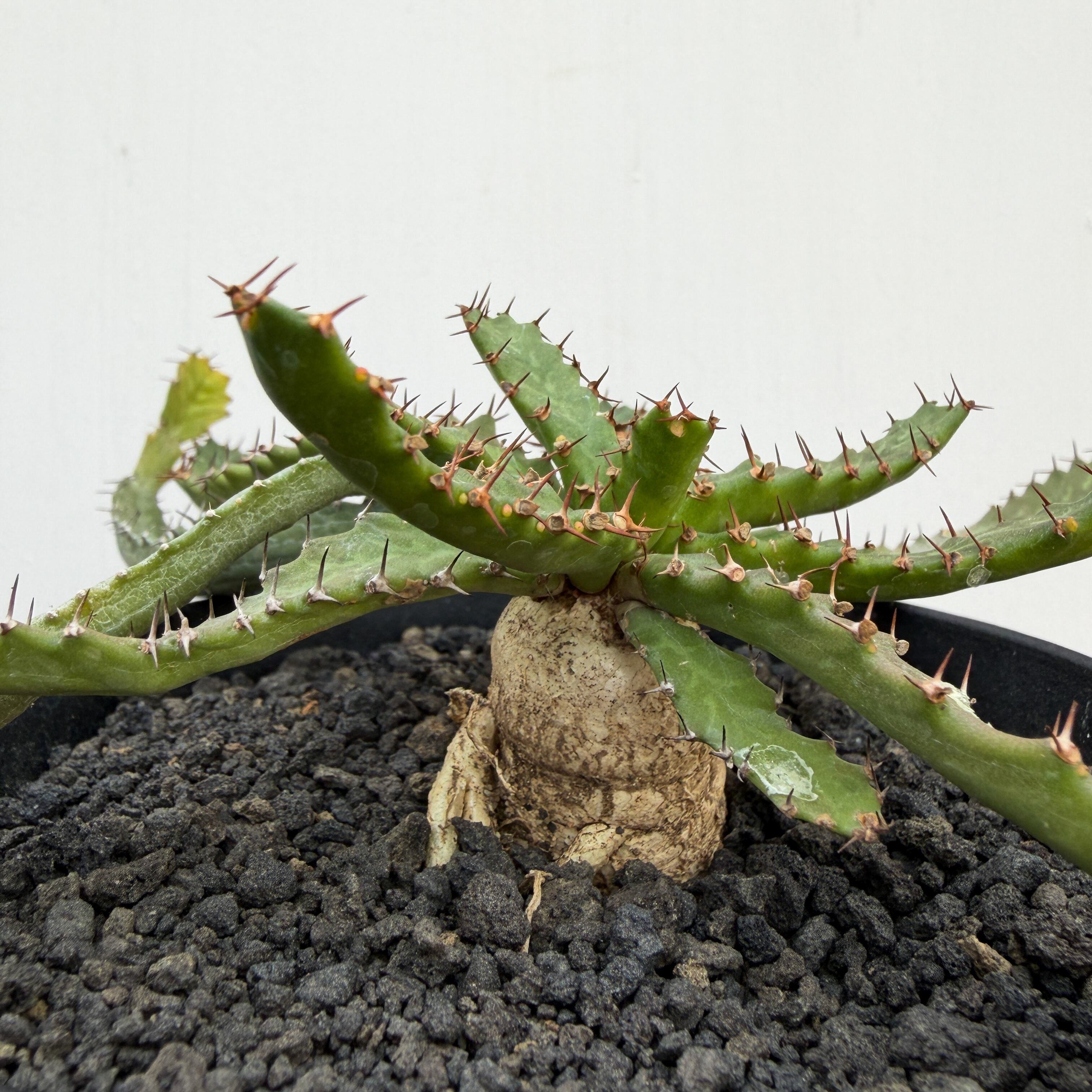 送料無料 入手困難 激レア ユーフォルビア 飛竜 カタチ製作所 バレル 超良個体 Euphorbia stellata【ユーフォルビア・飛竜・実生】 | RIMO'S GREEN