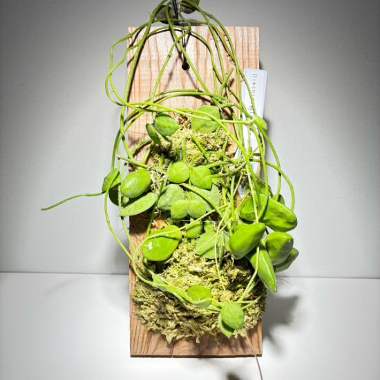 ディスキディア メジャー Dischidia major