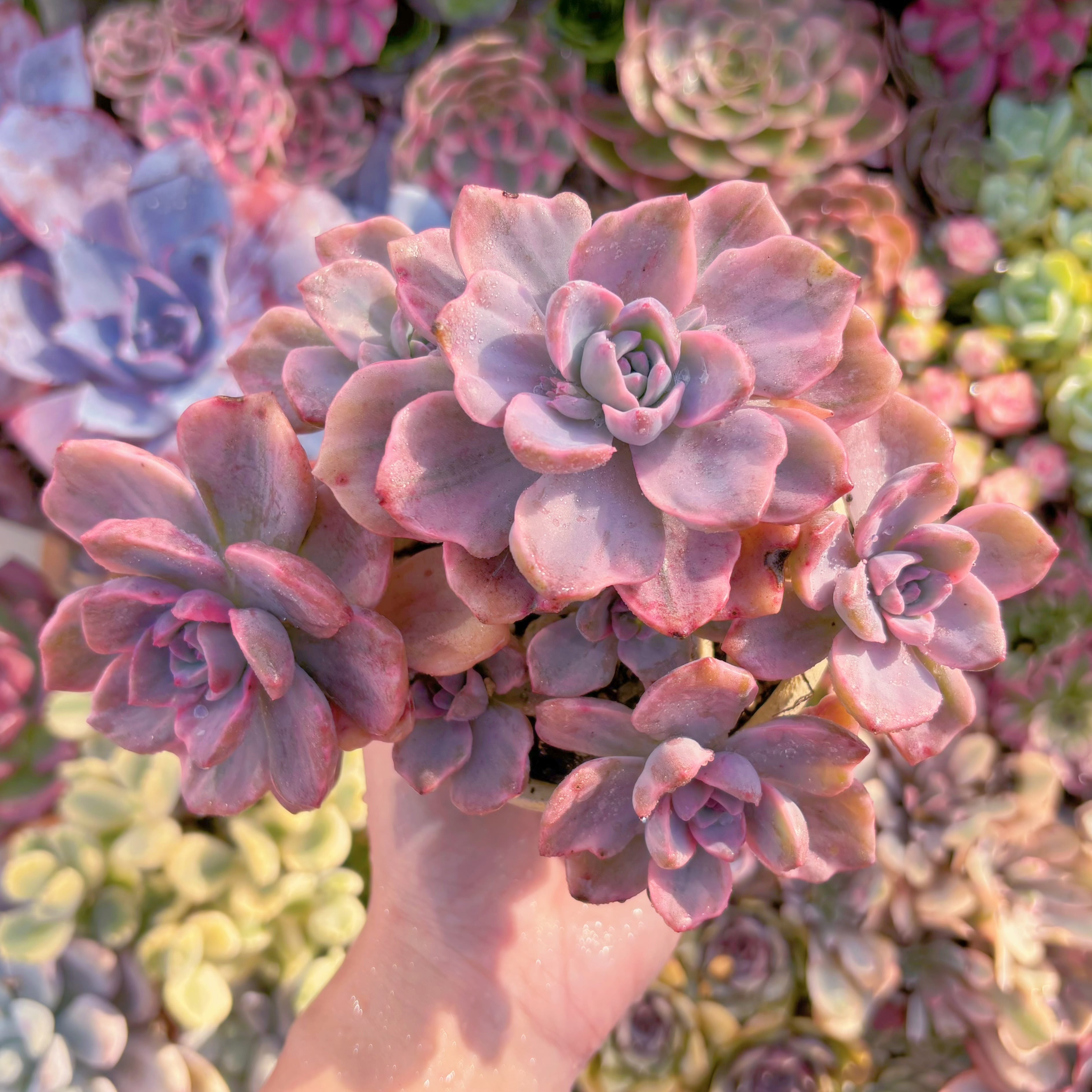 現品　リチャード錦#A098　大群生　るる農園