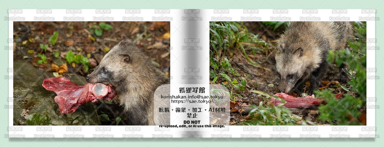 ホンドタヌキ写真集「たぬきがもりもり」品番0370 | 狐狸写館