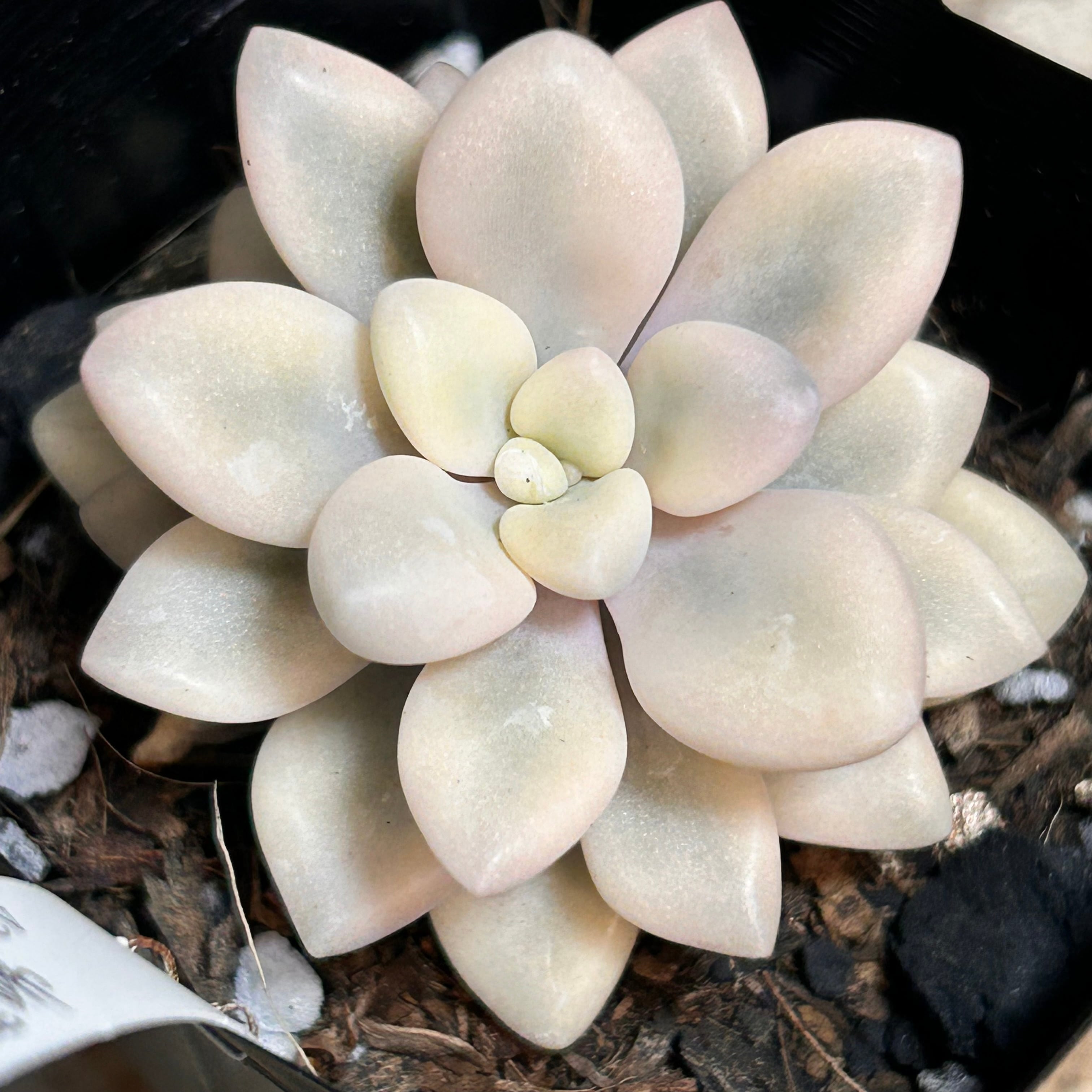 錦 | RuPo 多肉植物専門店