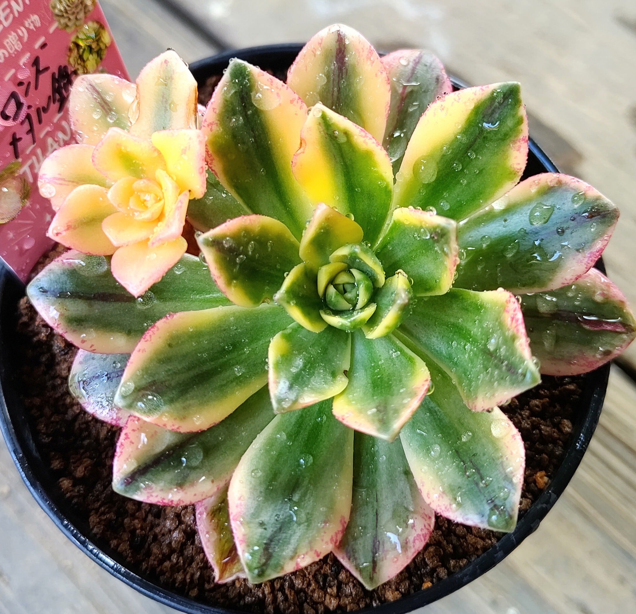 ⚠️専用 多肉植物 高級種 エンパス錦 抜き苗 ⚠️専用 多肉植物 高級