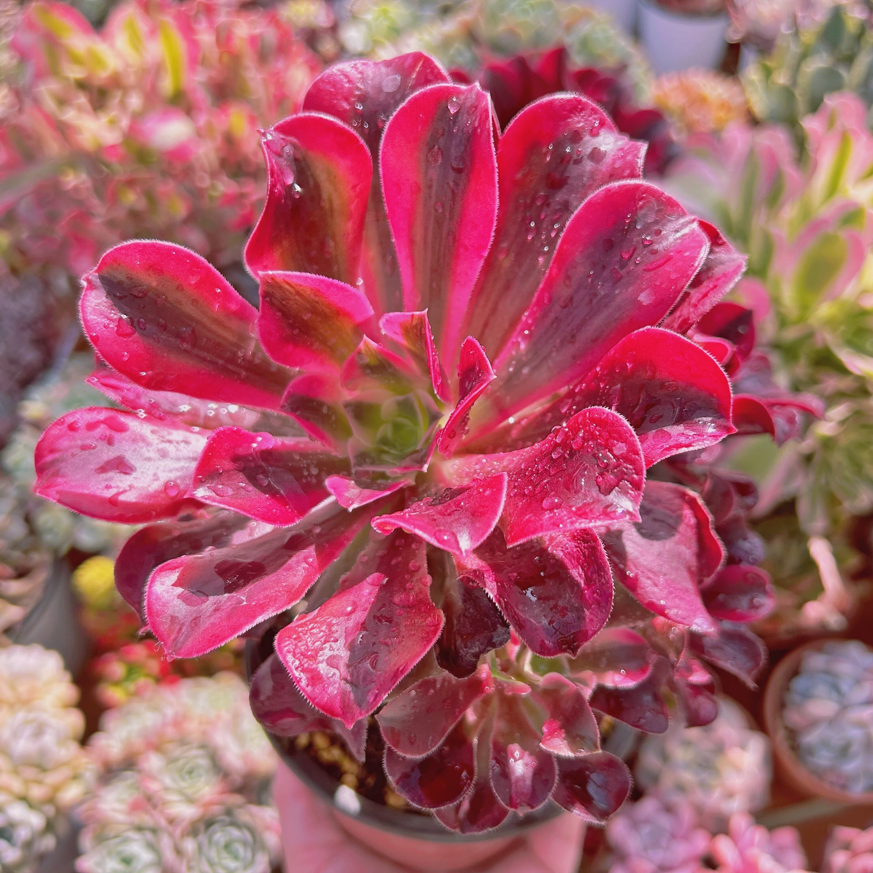 #221現物　多肉植物　 Aeonium メデューサ   特大群生　抜き苗