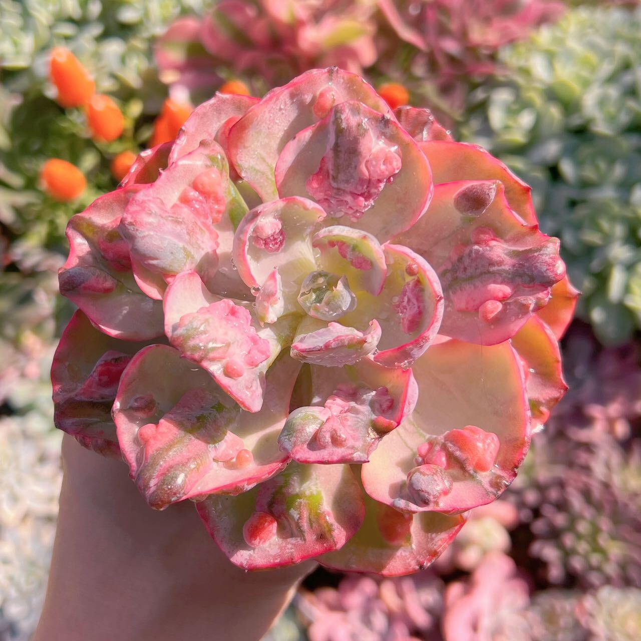 多肉植物 ビヨンセ錦(大) 新入荷 るる農園 | るる農園~多肉植物専門