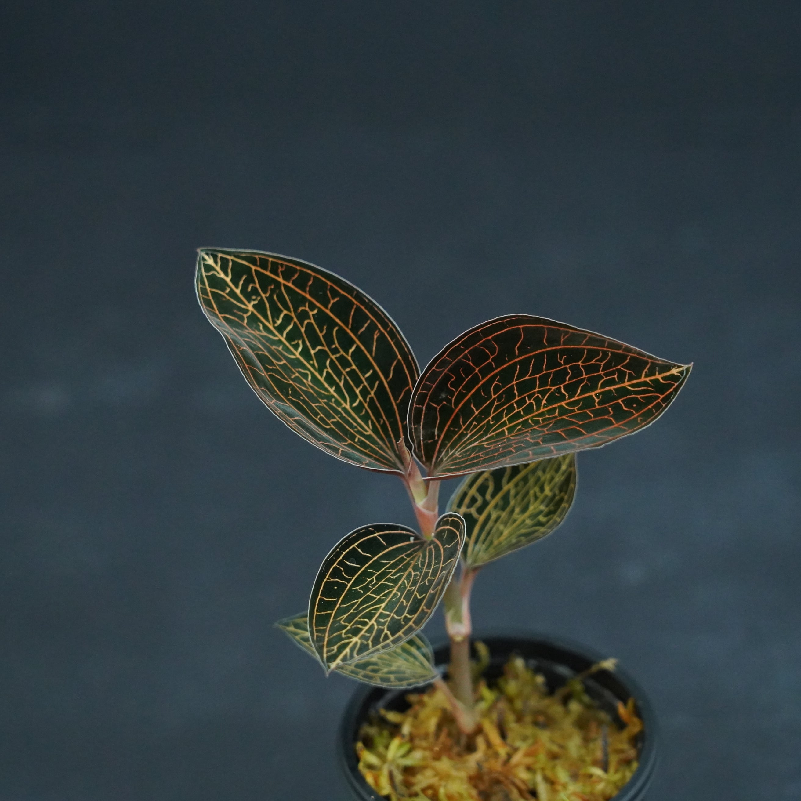 ◇現品◇アネクトキルス sp 赤脈【ジュエルオーキッド宝石蘭／石崎