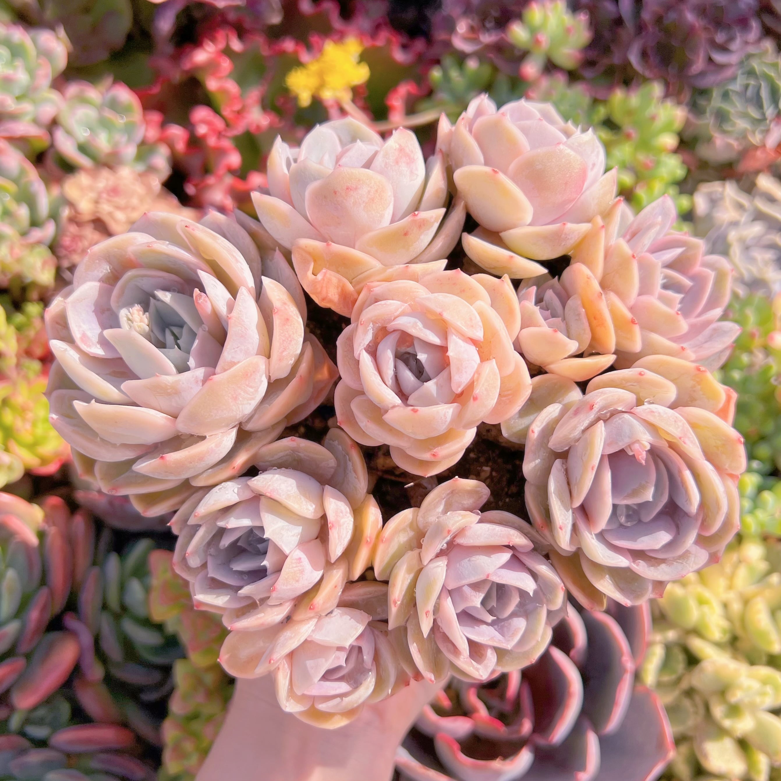 現品　ブルーサプライズ#M208　大群生　新入荷　るる農園