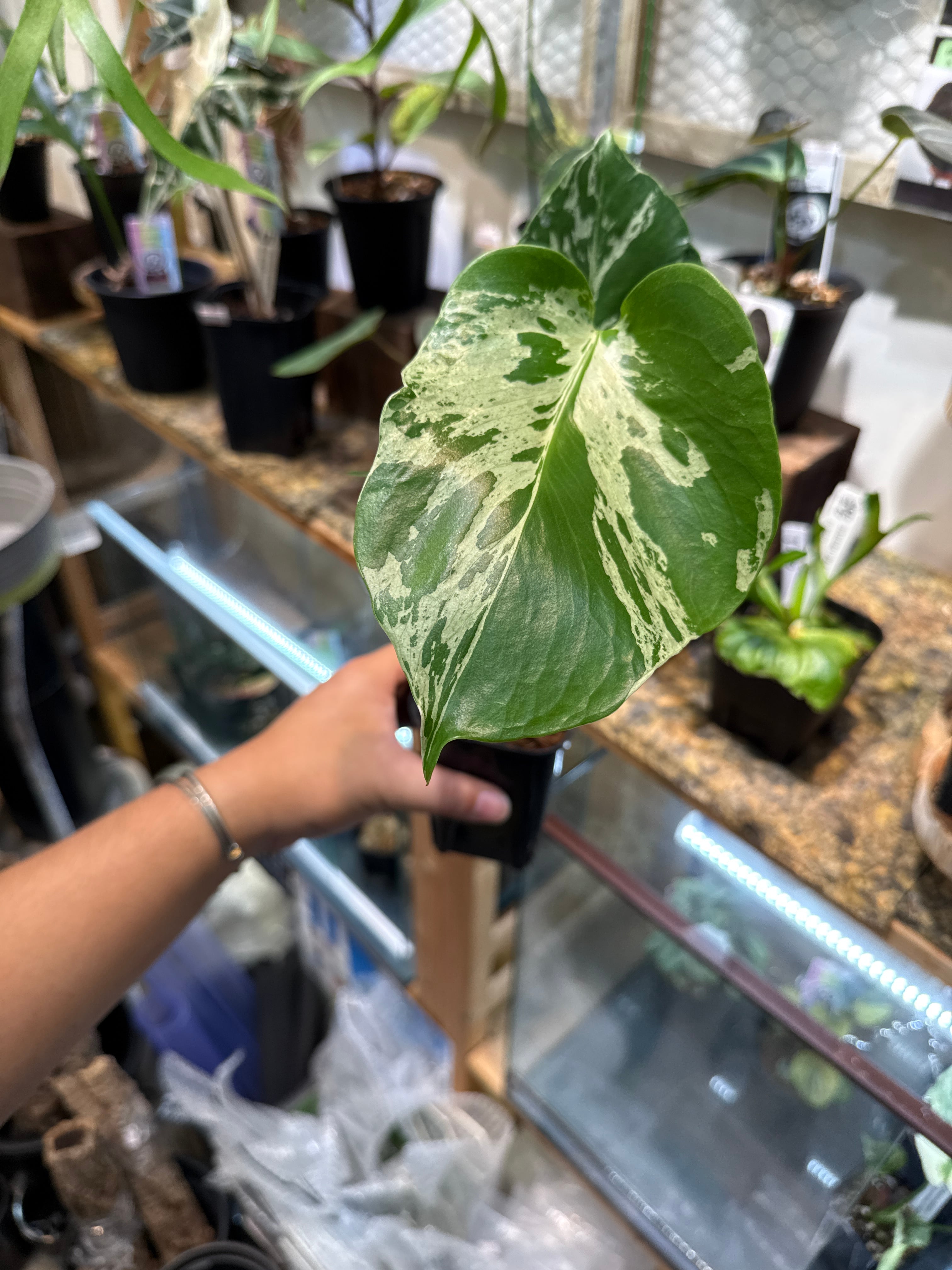 ④ モンステラ デリシオサ バルバソー | Gardenえん 【観葉熱帯植物】