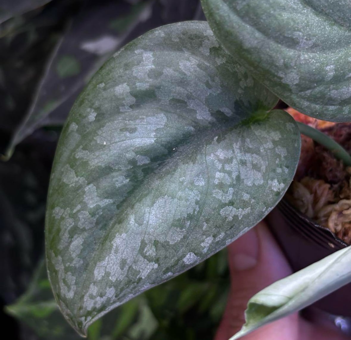 Homalomena sp. 花緑青 Tapanuli Selatan 【ZOE1025-4p】 銀葉個体