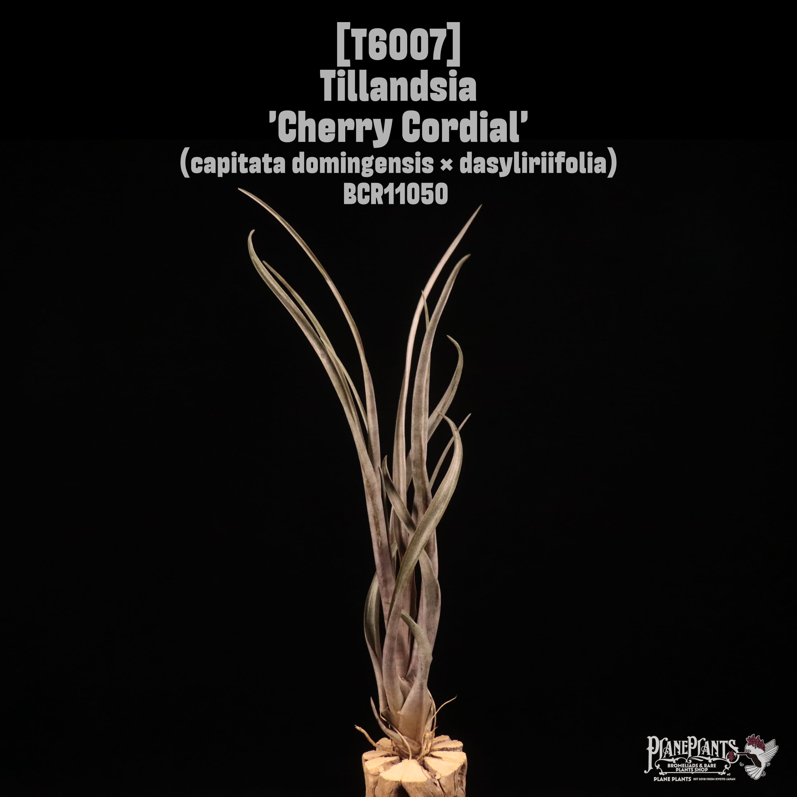 Tillandsia 'Cherry Cordial'〔ティランジア〕T6007