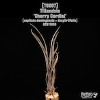 Tillandsia 'Cherry Cordial'〔ティランジア〕T6007