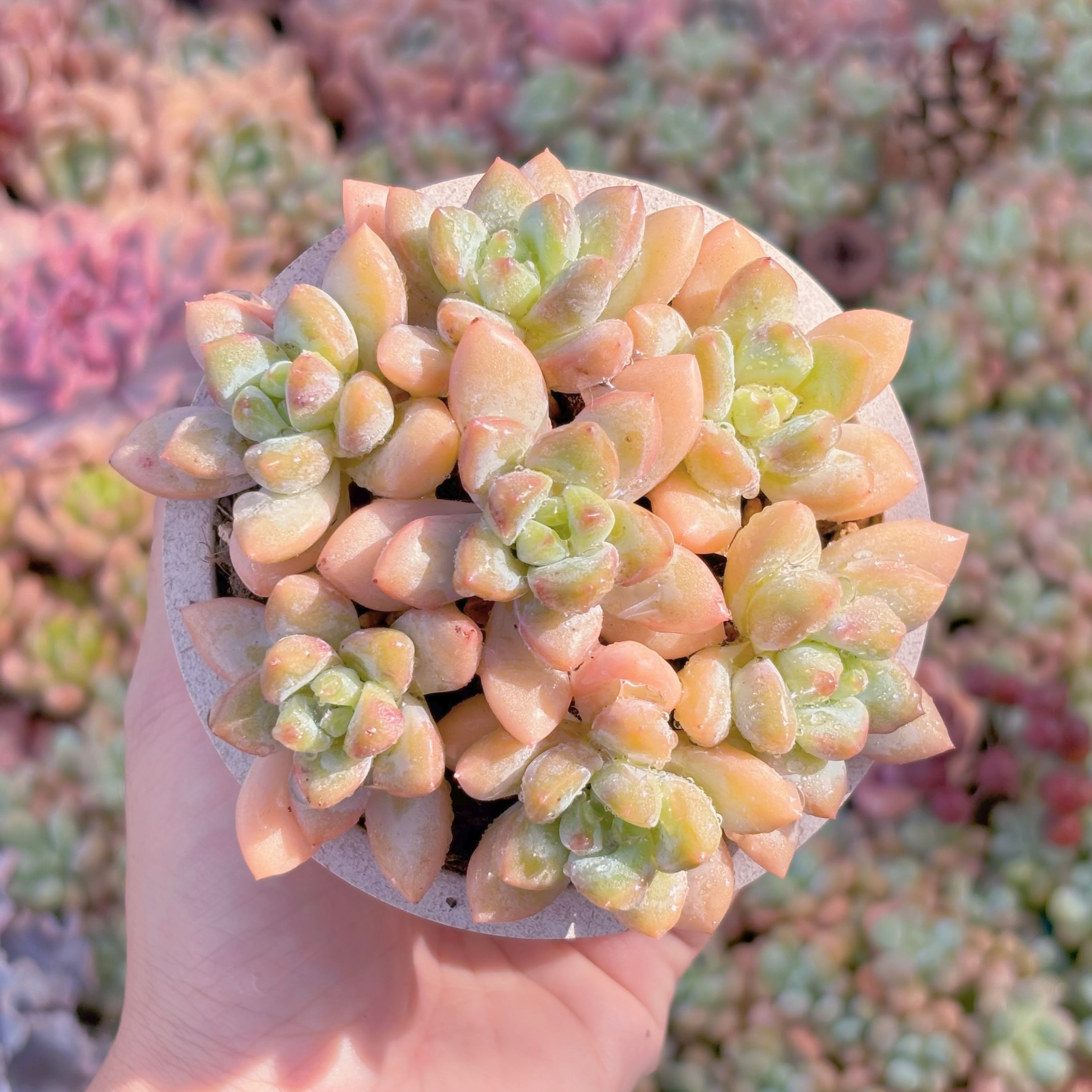 多肉植物　桜花雪(7苗)　新入荷　るる農園