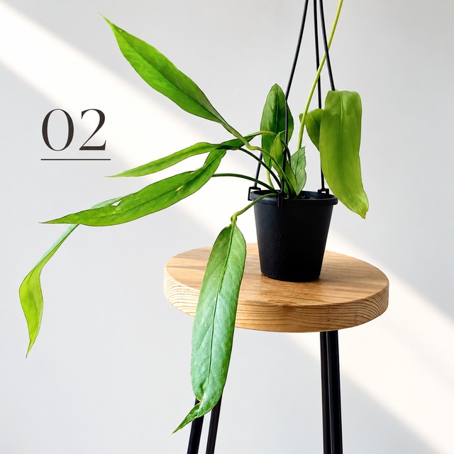 アンスリウム ビッタリフォリウム ハンギング 観葉植物 calm cafe