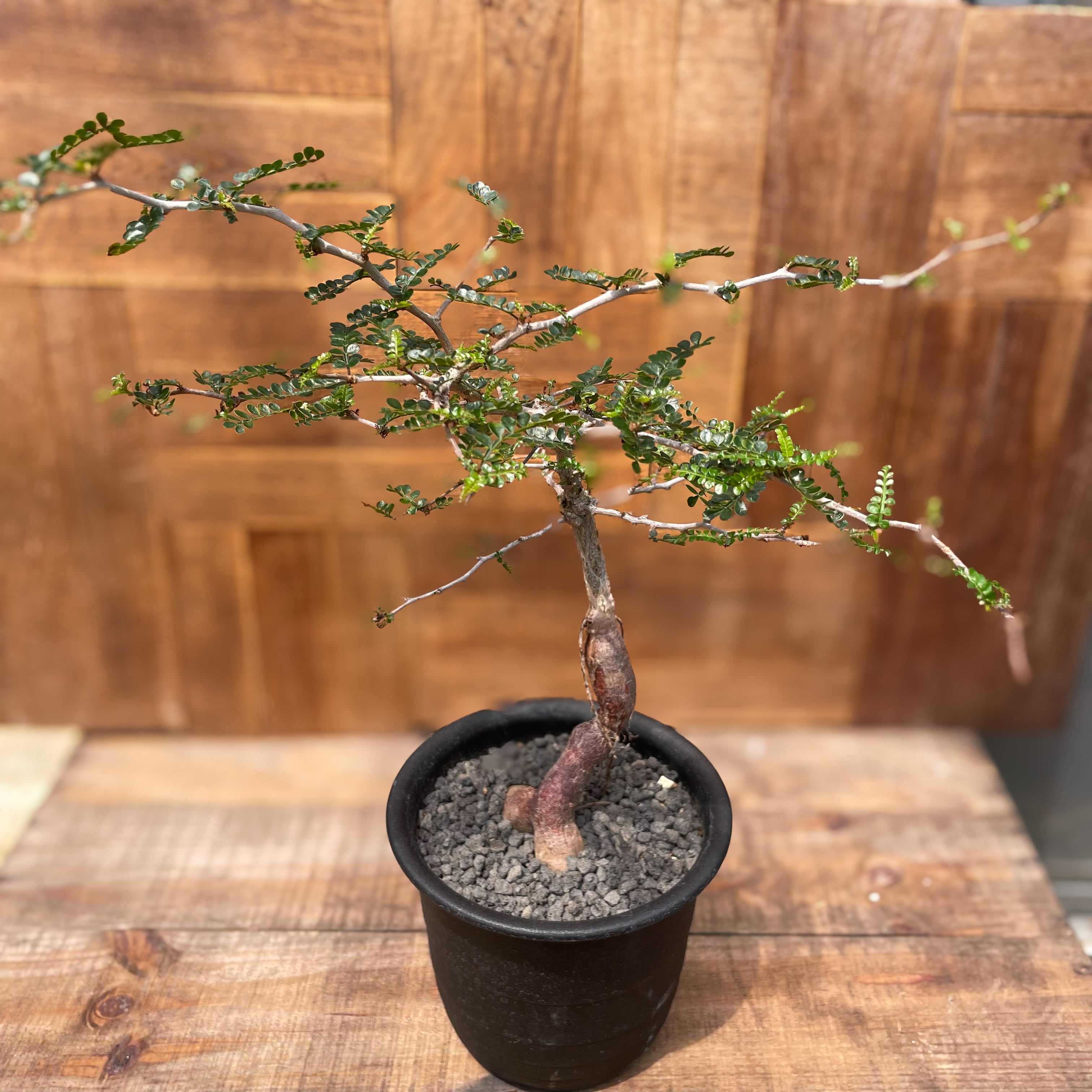 今週限定価格 実生 オペルクリカリア パキプス あかるく 