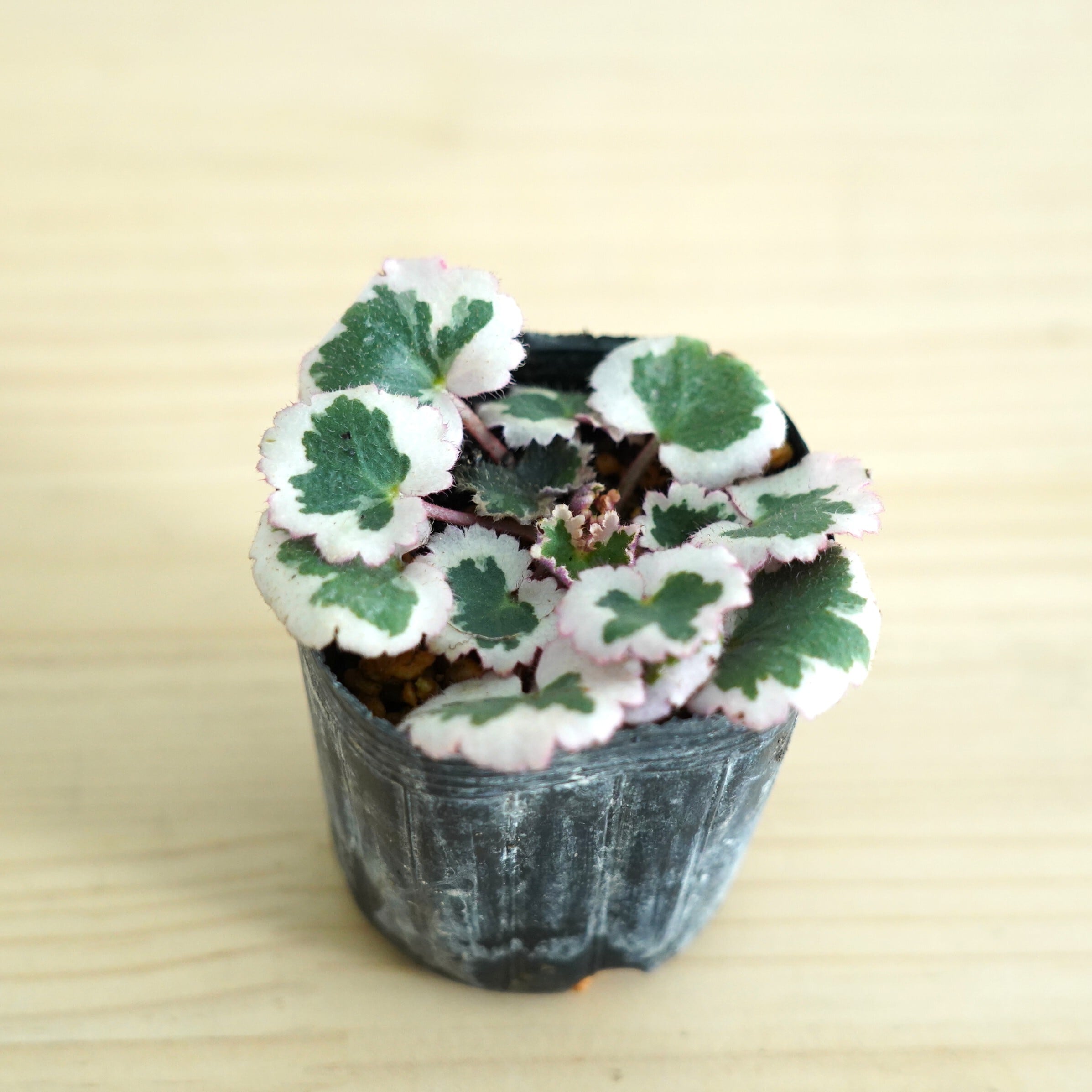 斑入りユキノシタ「御所車」 苔テラリウム作製用素材◆Lカップ