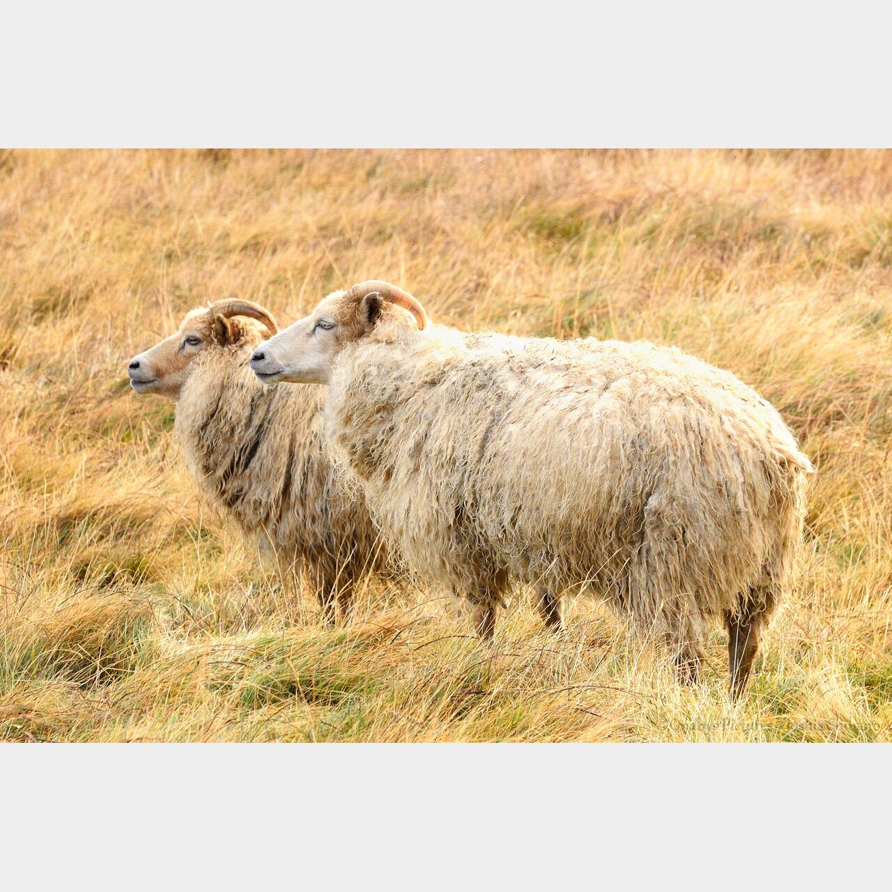 No.59-A4サイズ『Súðavikの羊 #2』