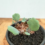 Othonna armiana【オトンナ・アルミアナ・実生】