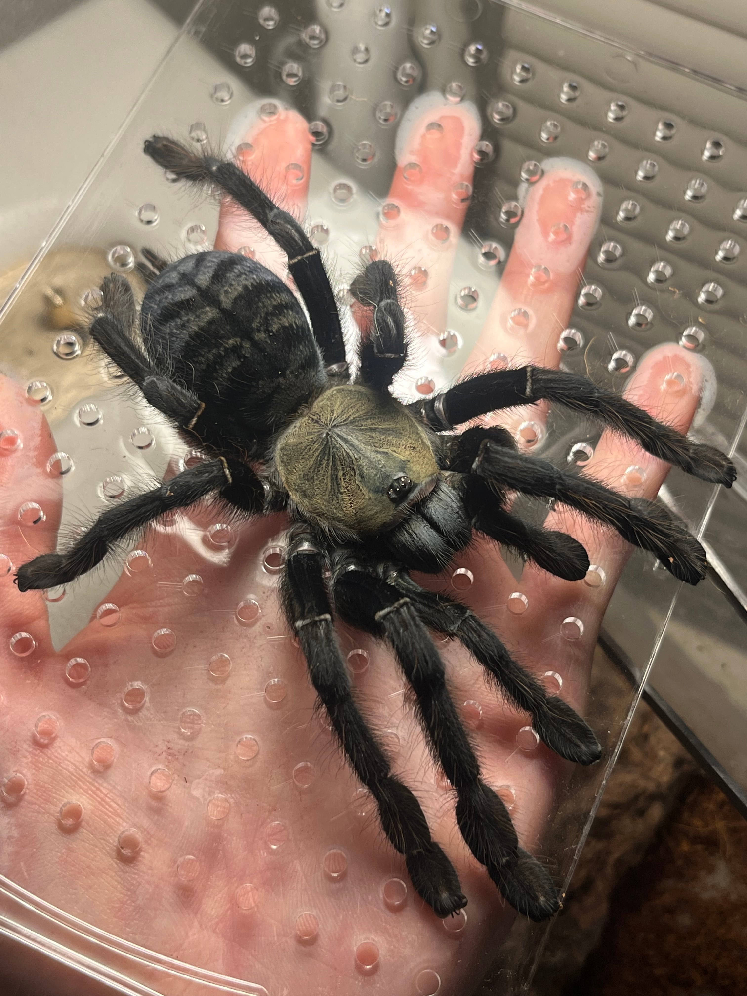 【標本】グリーンハンツマン トゥルースパイダーマンティスムカデセンチピードサソ 標本】グリーンハンツマン トゥルースパイダーマンティスムカデ