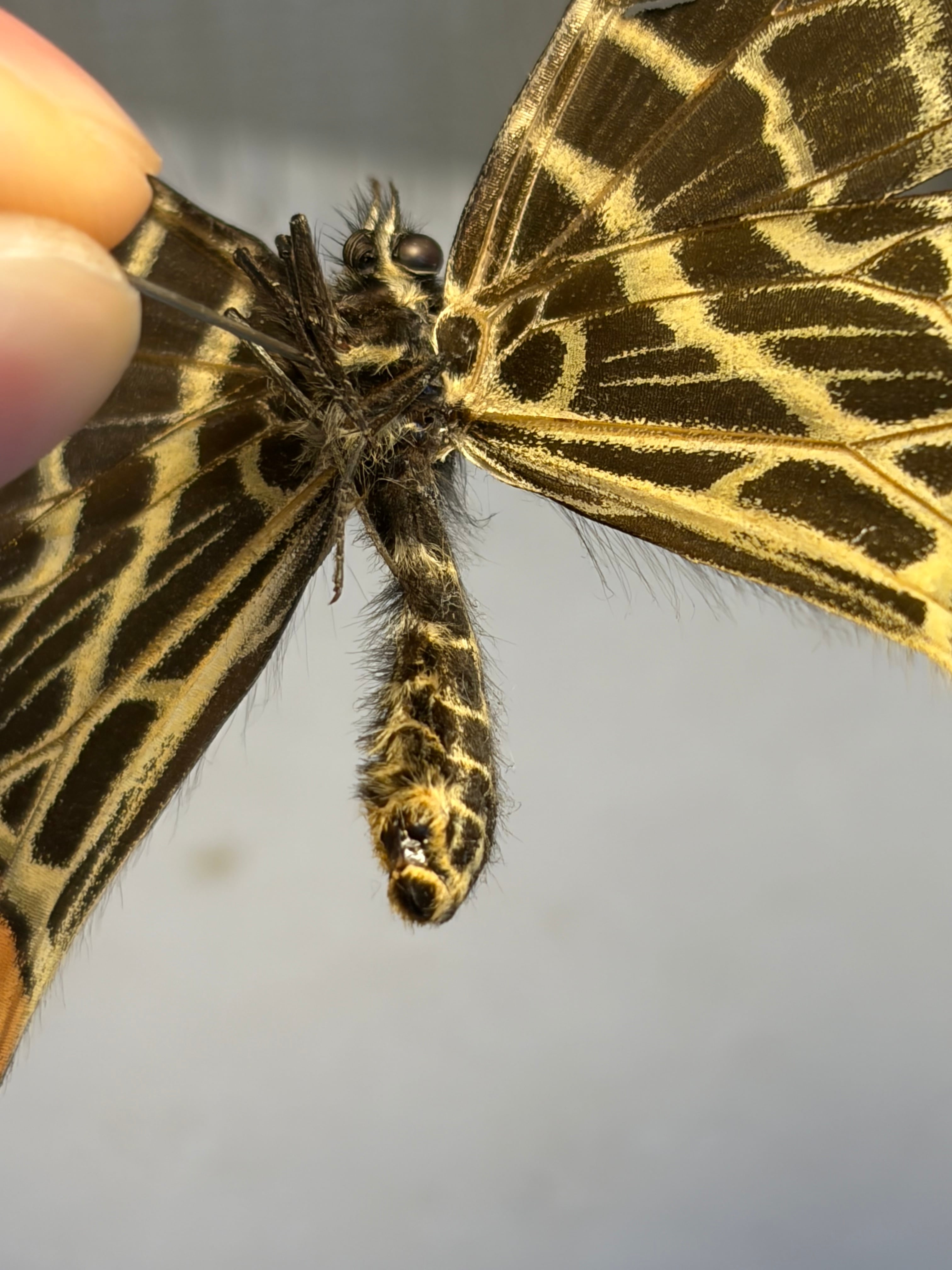 巨大C品】シボリアゲハ モルフォ蝶 蛾ピカソモスモルフォチョウMorpho
