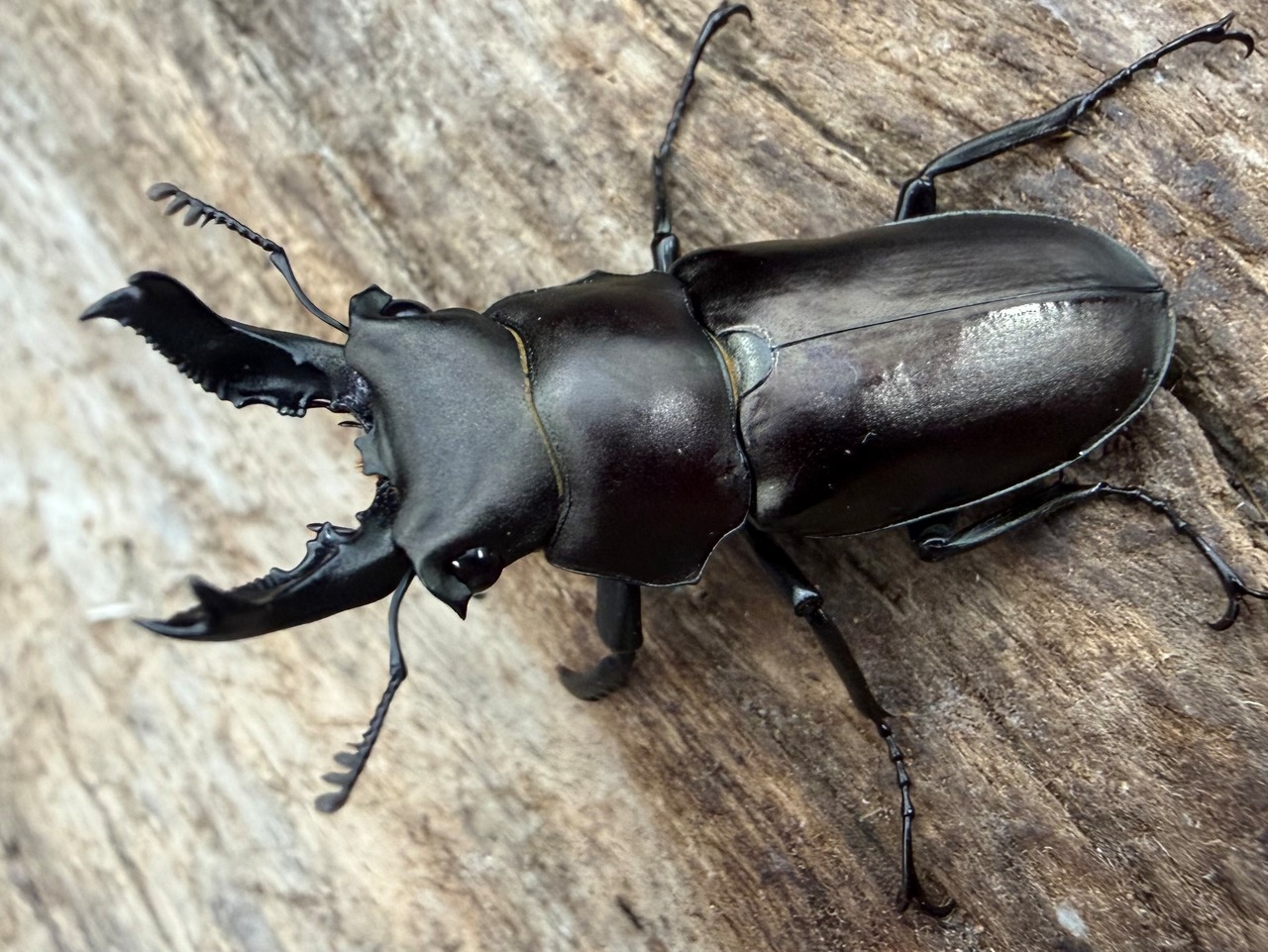 【WD】2025新種オニクワガタ《Prismognathus zhihongi 32.5mm A'品ペア》