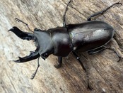 【WD】2025新種オニクワガタ《Prismognathus zhihongi 32.5mm A'品ペア》