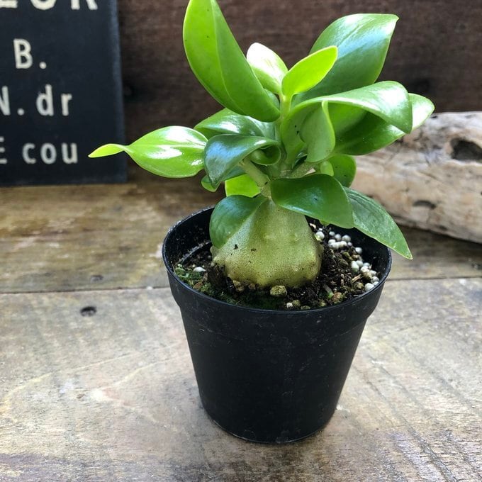 アリ植物 ヒドノフィツム パプアナム 希少 塊根部分 | 植物の店ベリー