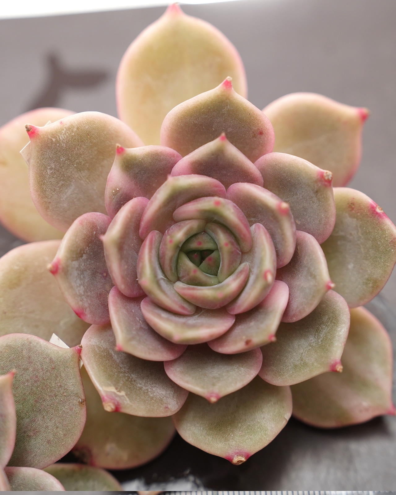 発根済カット苗 レイクバイカル錦 Echeveria 'Lake Baikal Variegated'