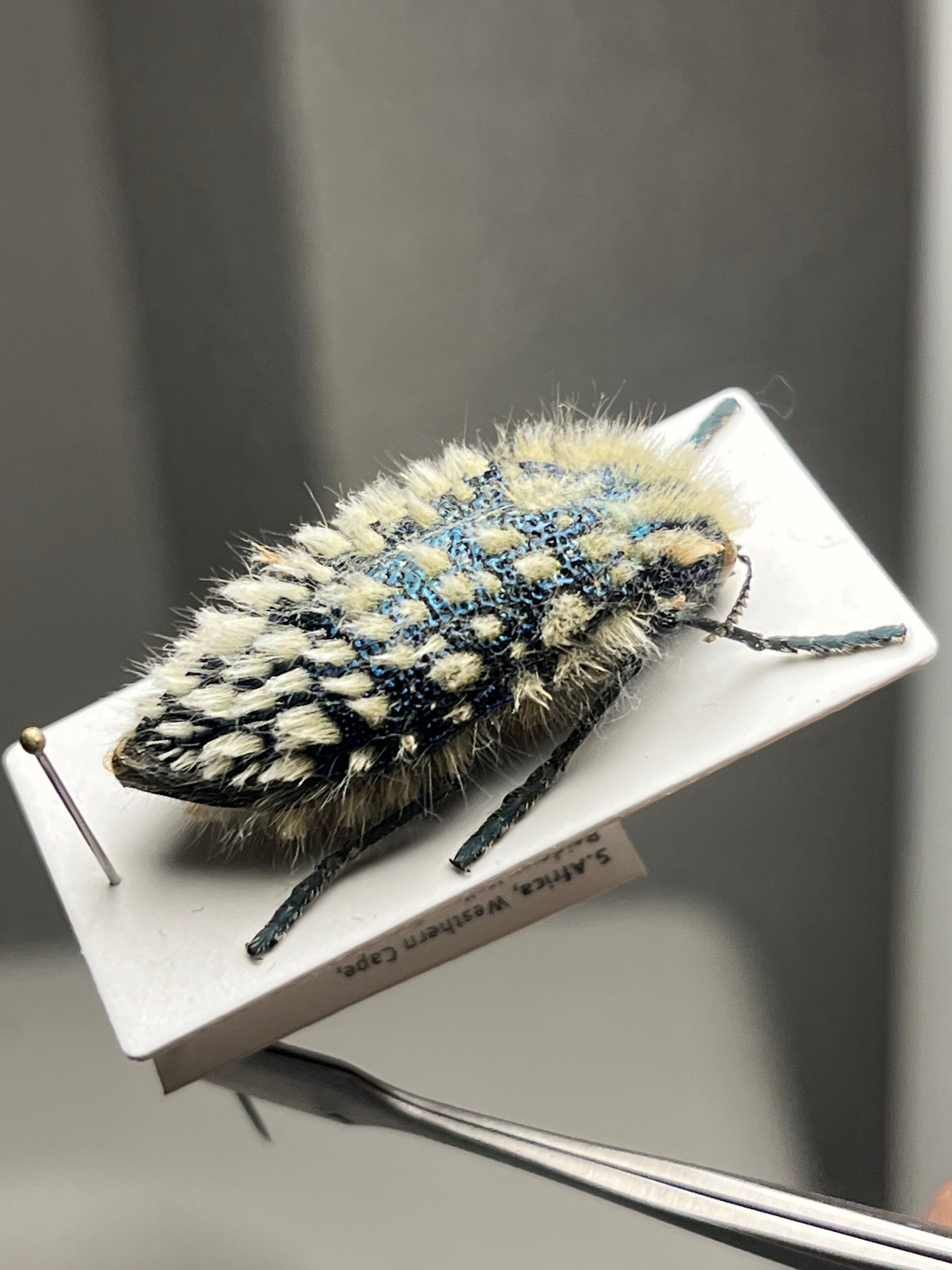 蜘蛛最大種】バーガンディーゴライアスバードイータータランチュラの