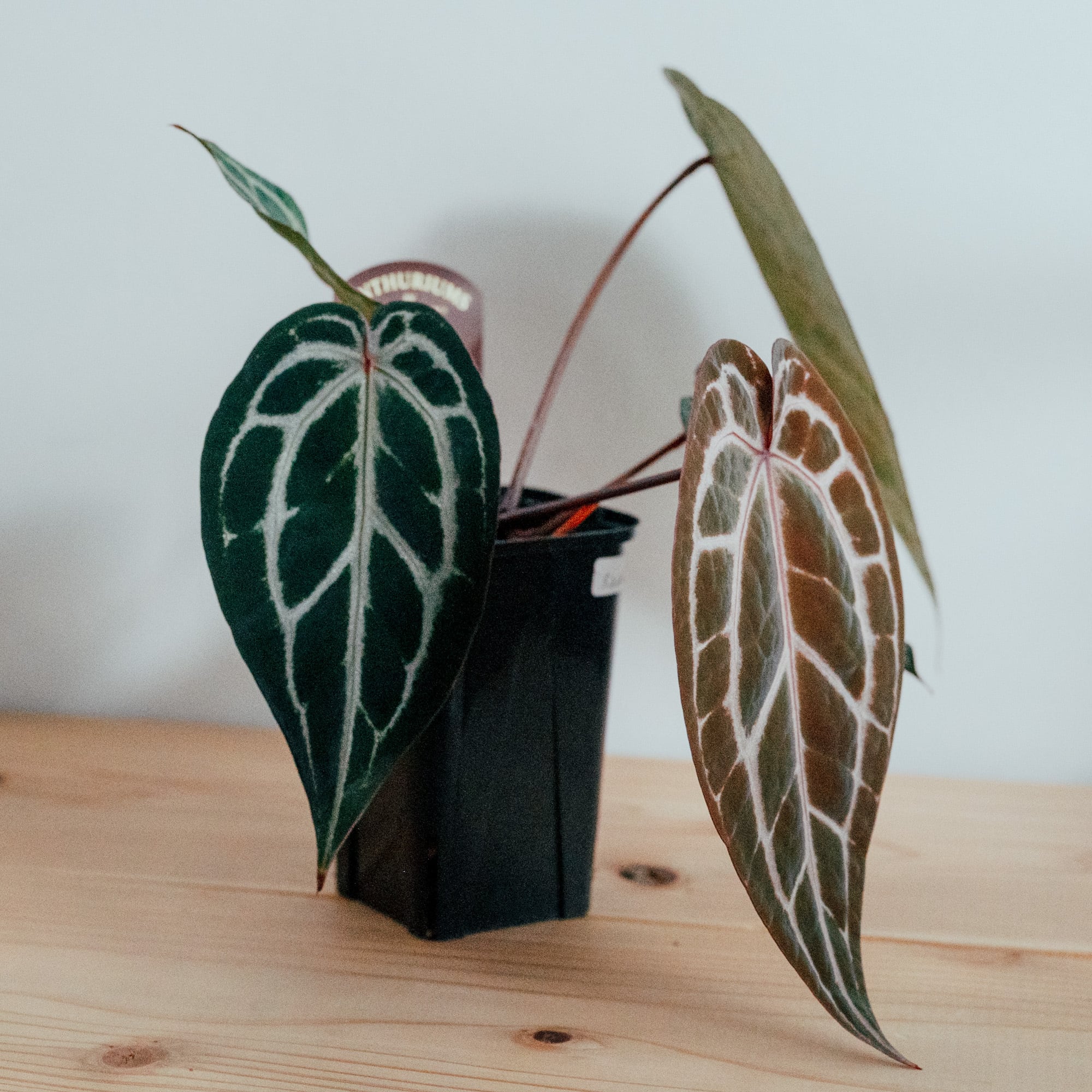 アンスリウム ミシェル　Anthuriums Michelle アンスリウム・ミシェル（Anthurium 'Michelle'）_250803 | MERAKI