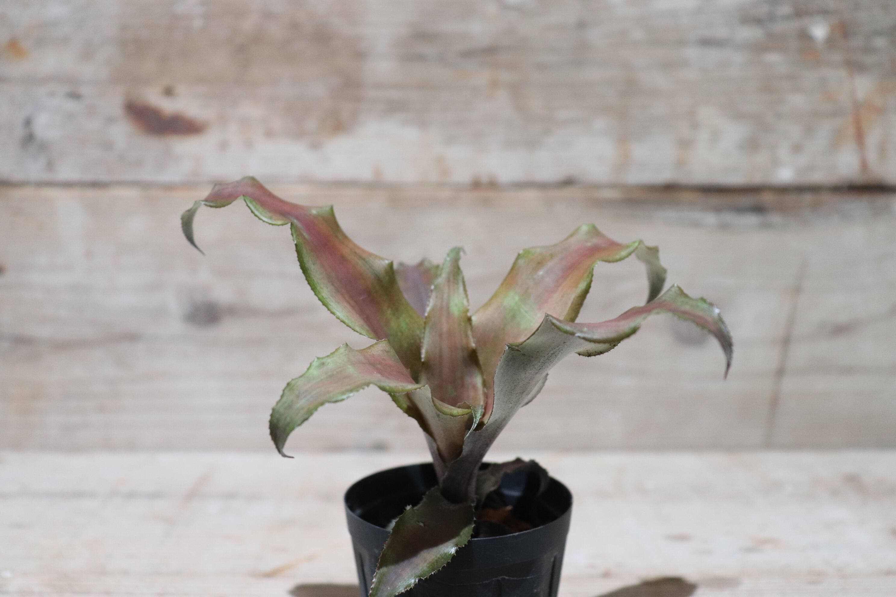 Request】Cryptanthus 'Don Garrison'〔クリプタンサス〕現品発送CR007