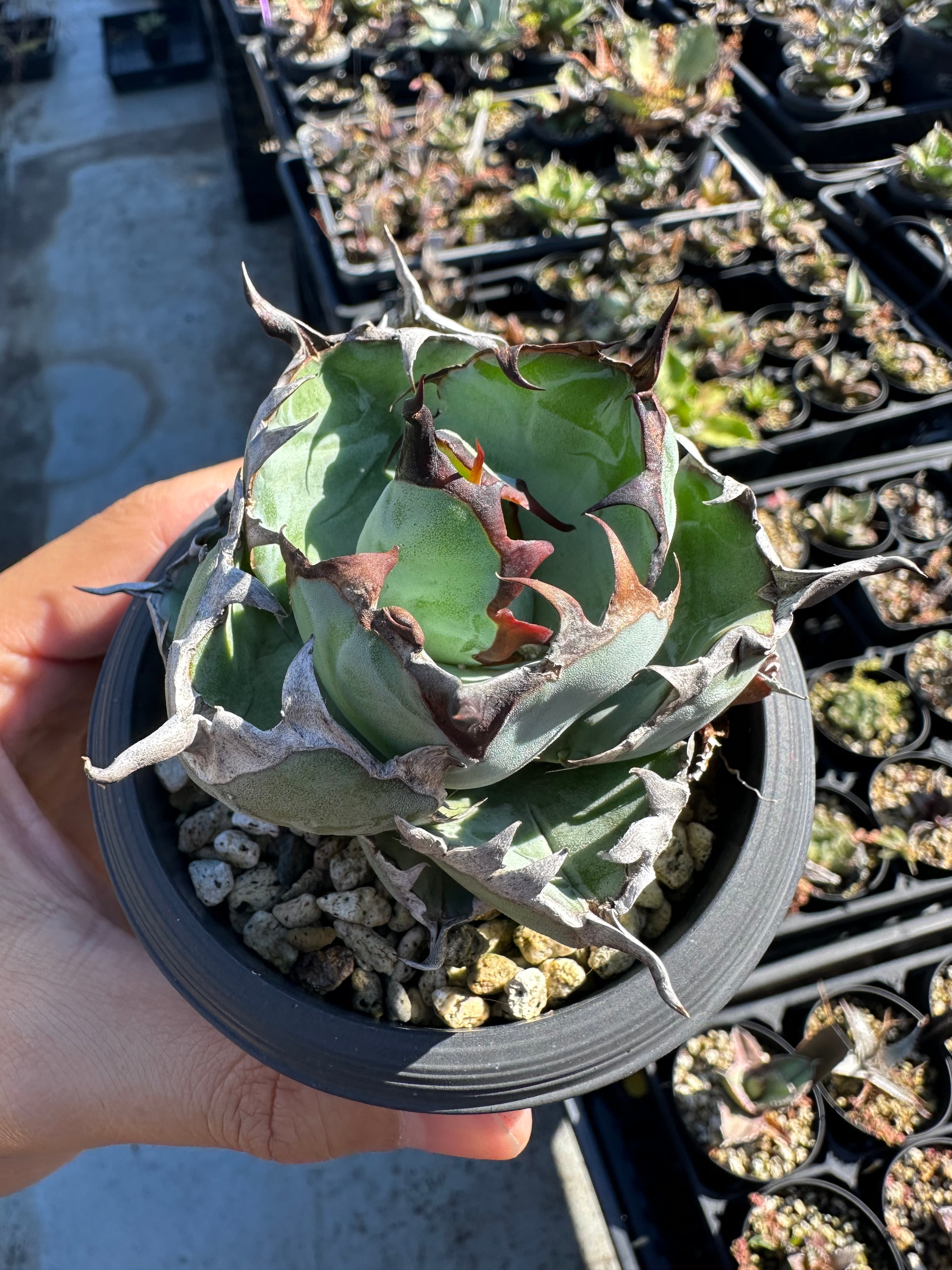 【No.24】アガベ オリザバ　美株 アガベ オリザバ Agave Parryi Truncata 'Orizaba' - アガベ パリー