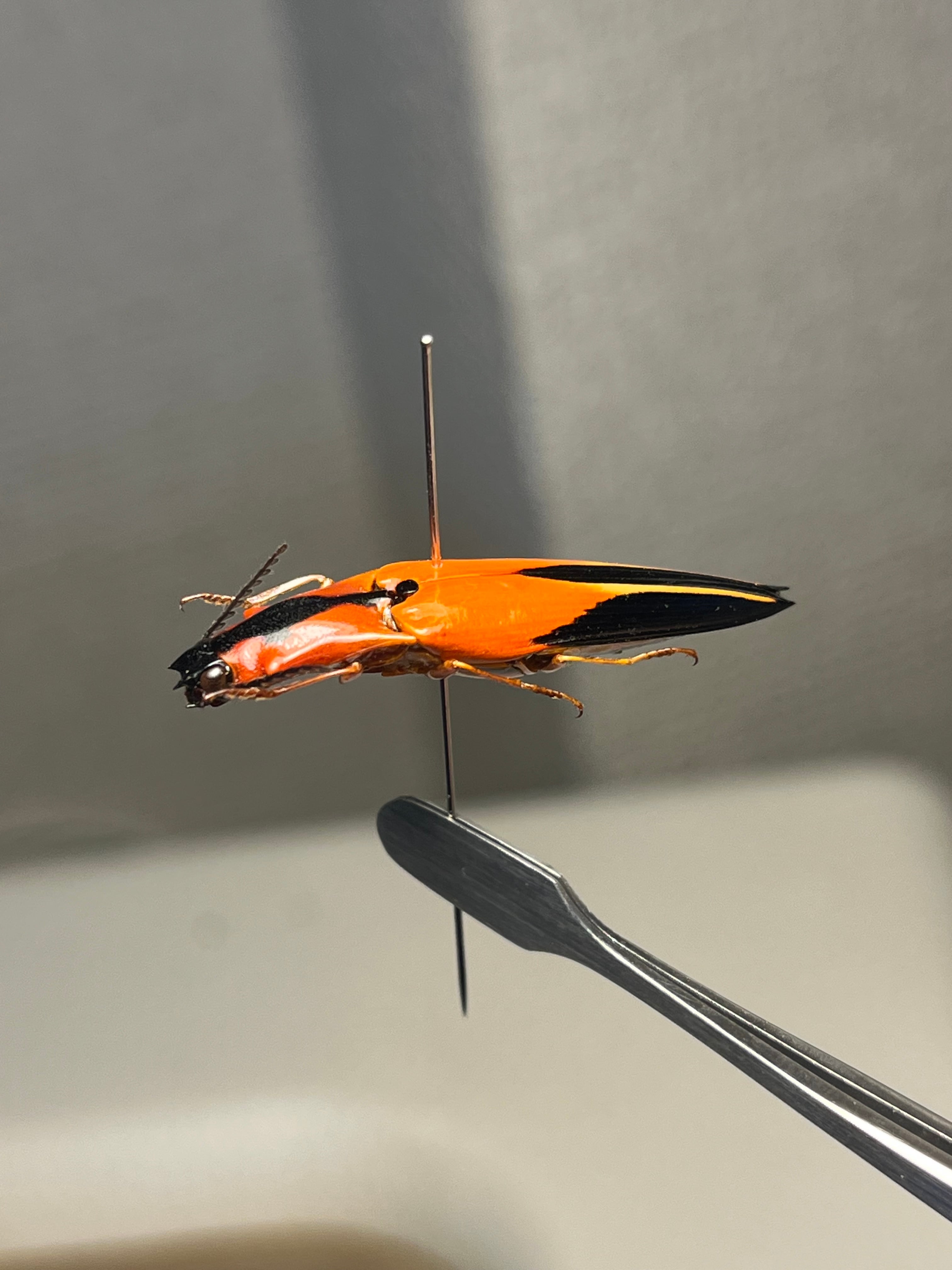 32mm】フェラーリコメツキムシ アングラトゥスミカドコメツキムシ 甲虫