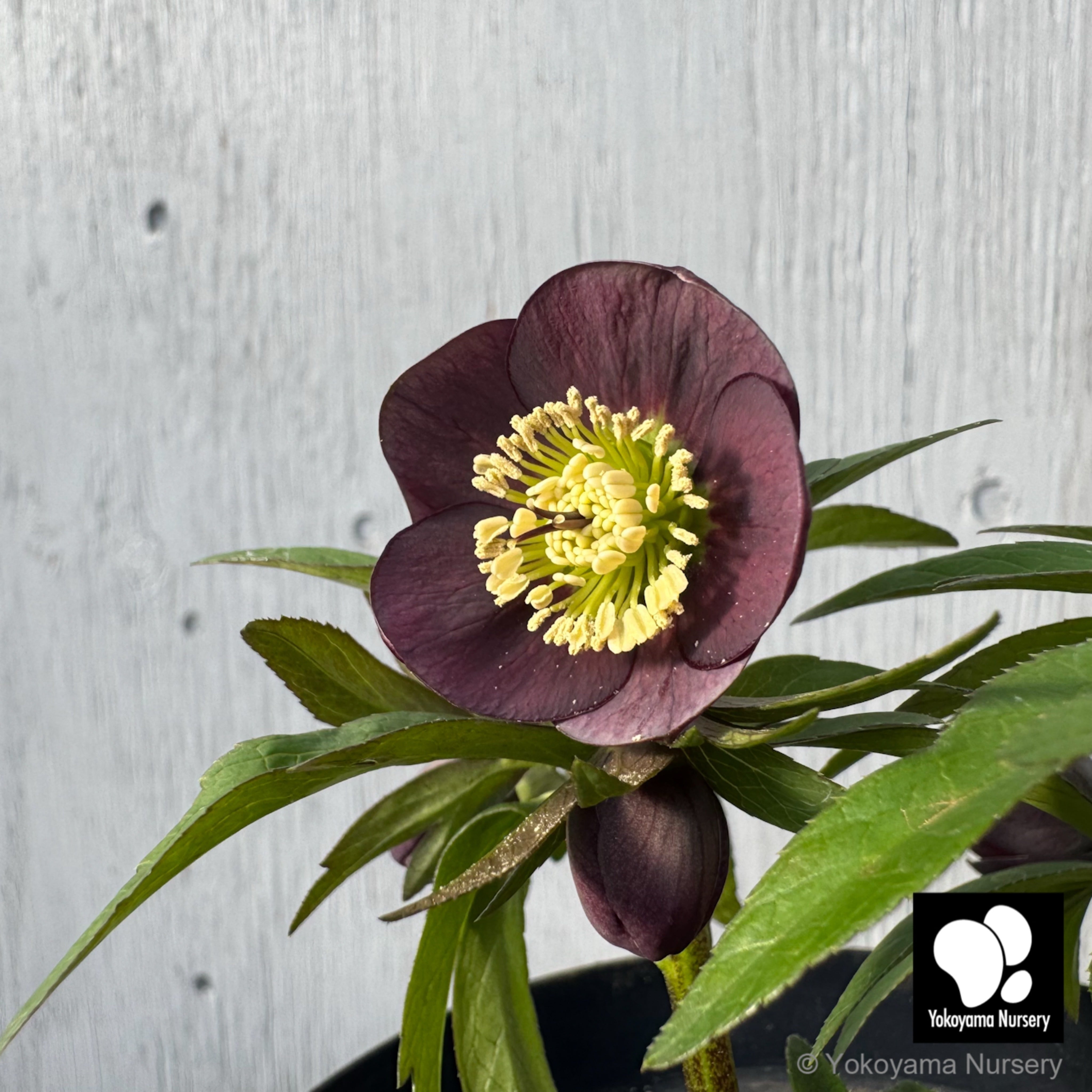 【Holiday Sale】イギリスアンティーク｜虹色のチェーンメイルパース 抽選販売】［21］ クリスマスローズ ベビードール グレー 4.5号 深