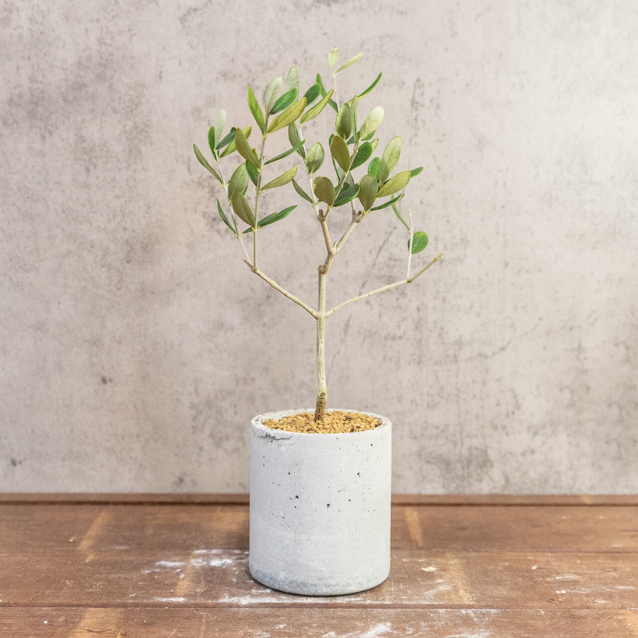 オリーブ・ルッカ｜左右対称に整った枝ぶりが美しい、空間をやさしく彩るスタイリッシュなミニツリー【虫発生抑制／手作りモルタル鉢】