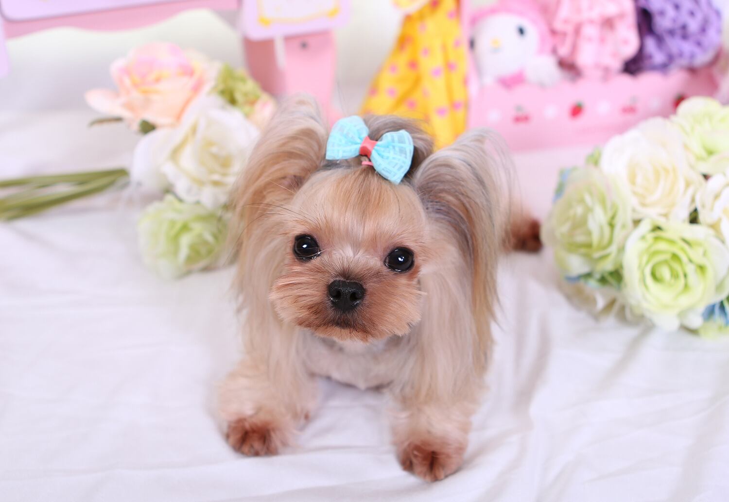 20個から販売☆ワンちゃんヘアピン ペット用髪飾り 犬 猫 ペット用品