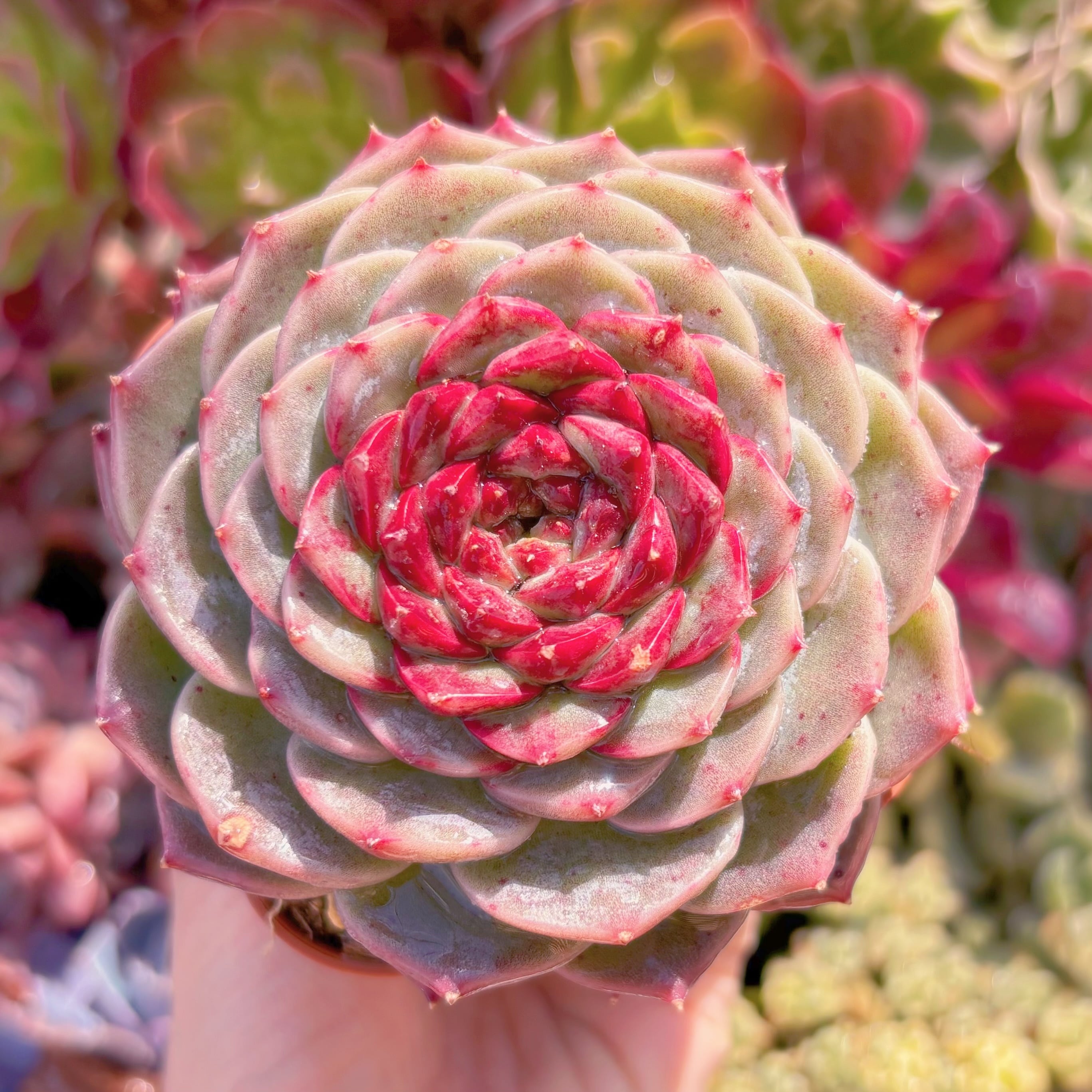 現品　レッドベルベット#238   大苗　るる農園