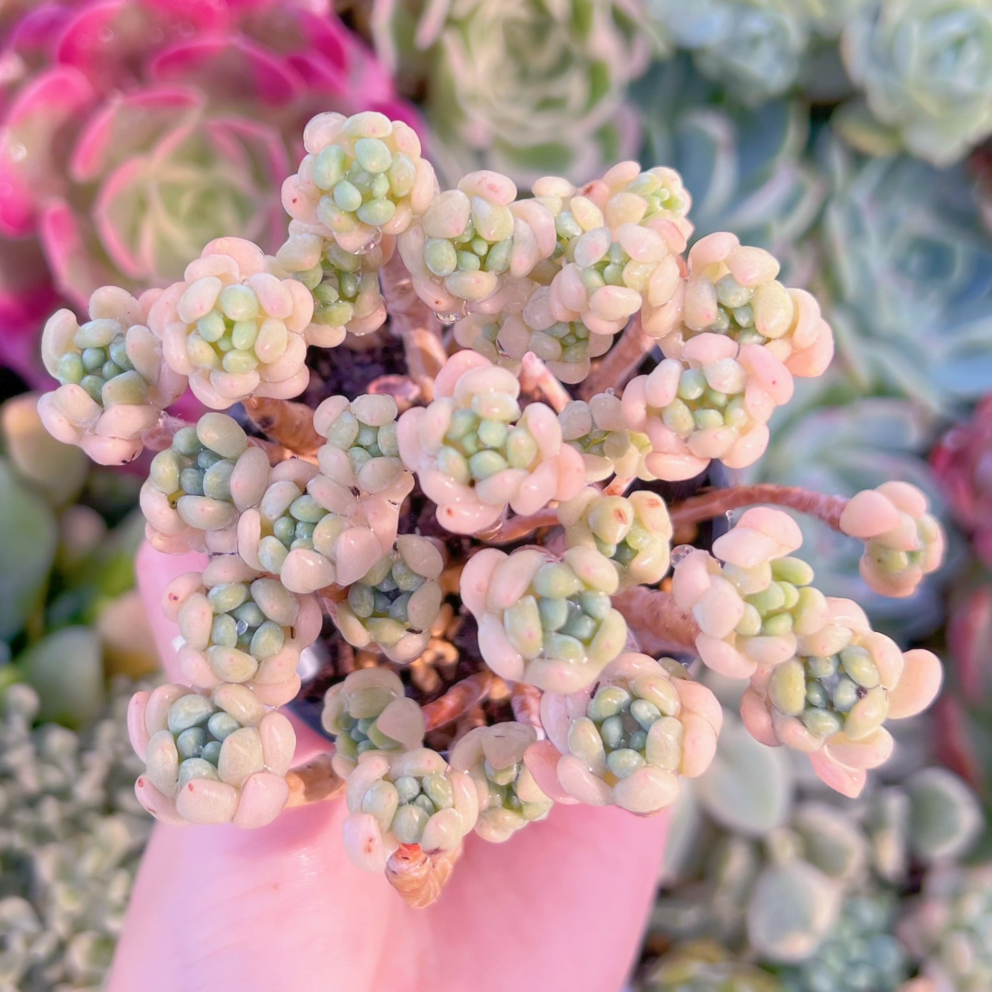 現品　ピンクロココ#665　るる農園