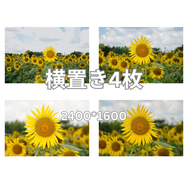 デジタル写真素材　4枚組  「ひまわり畑・1」サイズ　長編2400px×短辺1600px  商用可
