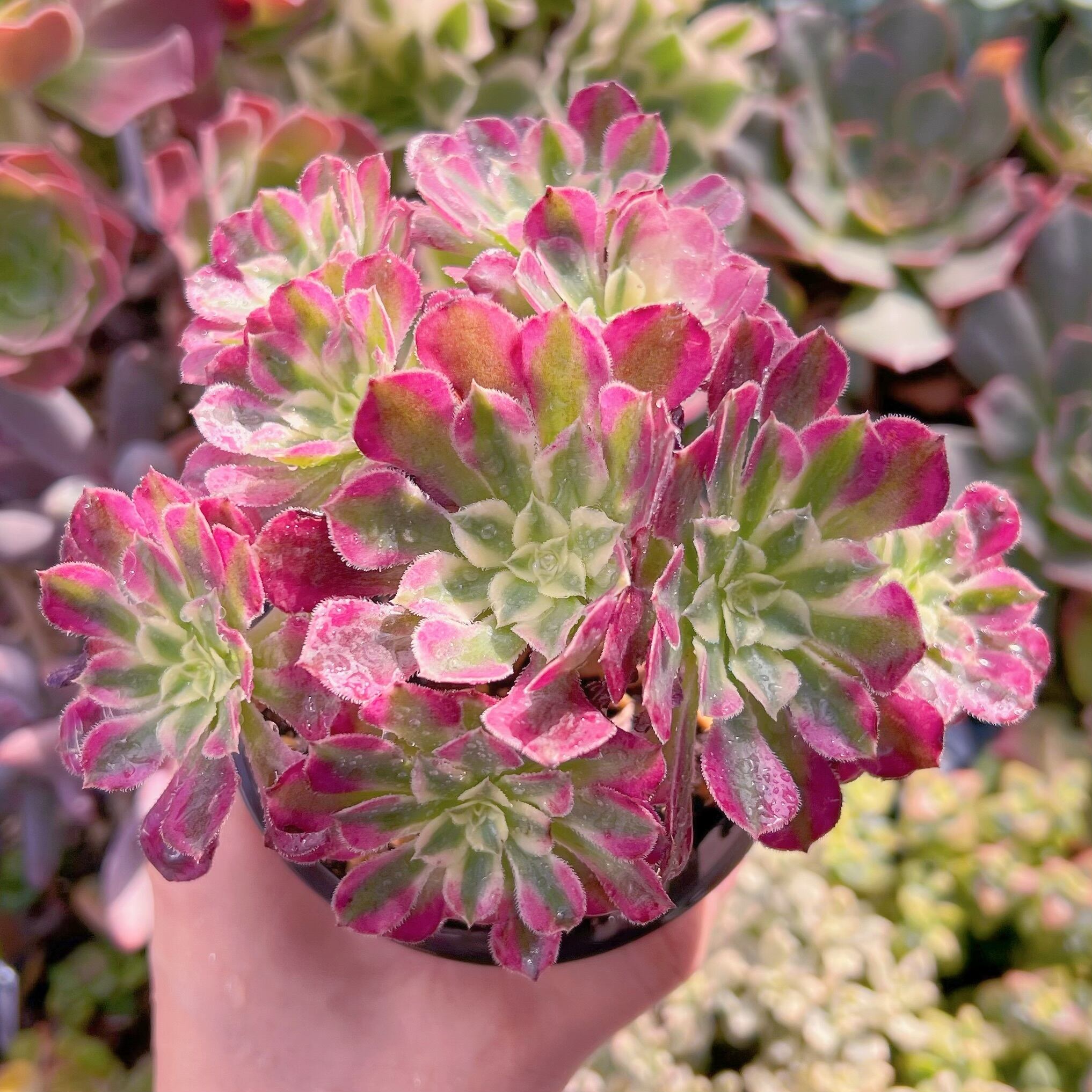 現品　ブラックチェリー#229　群生　新入荷