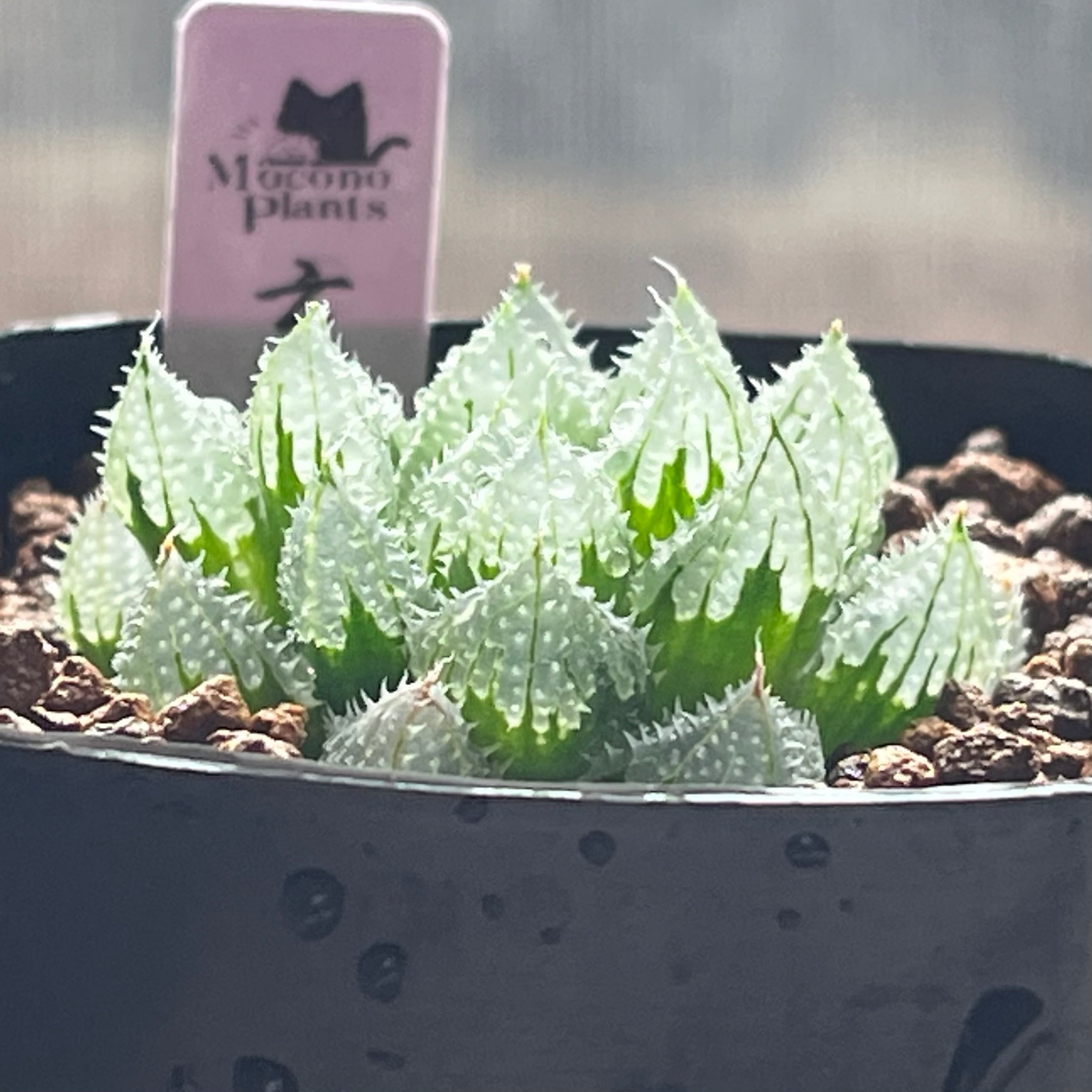 ハオルチア 玄氷① | mocono_plants