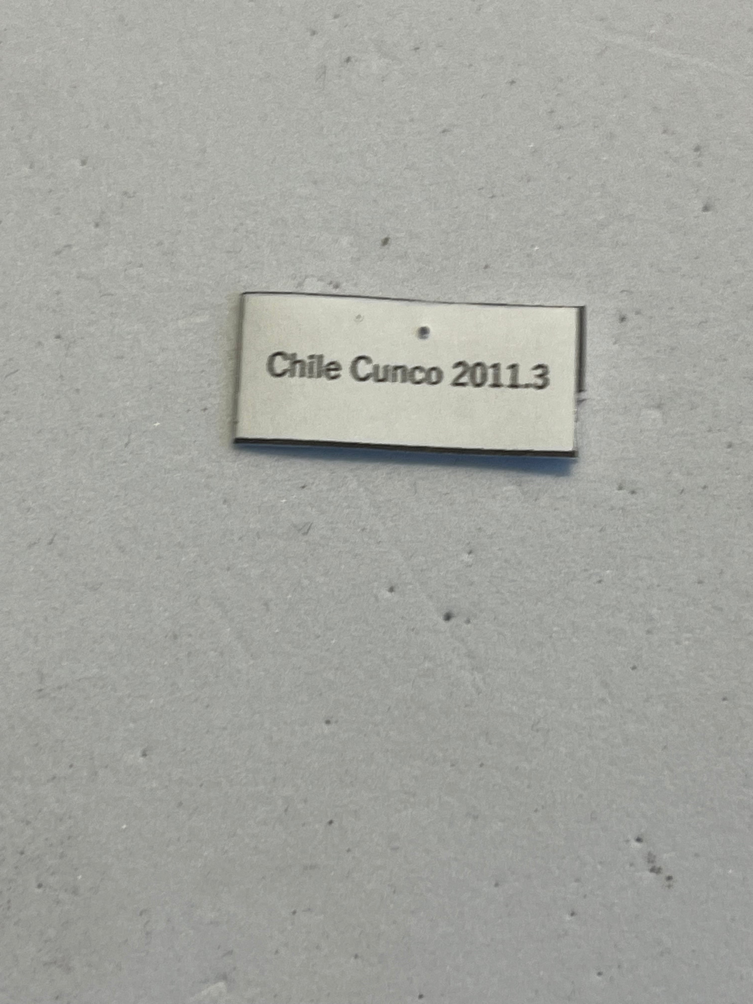 極美個体】チリオサムシ標本 Ceroglossus chilensis gloriosus チレン