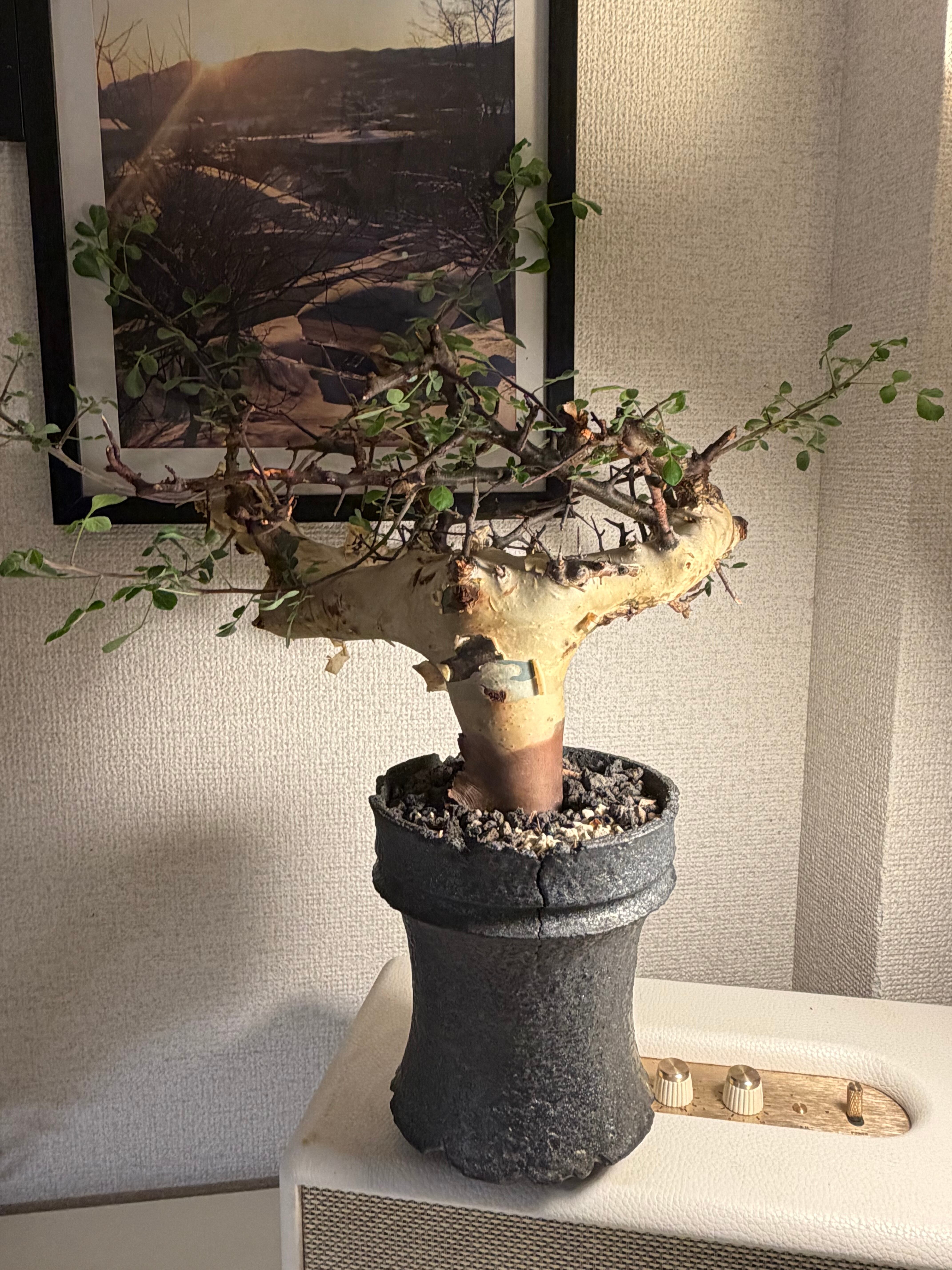コミフォラ カタフ ピュアソマリア Commiphora アデニア アクレアータ